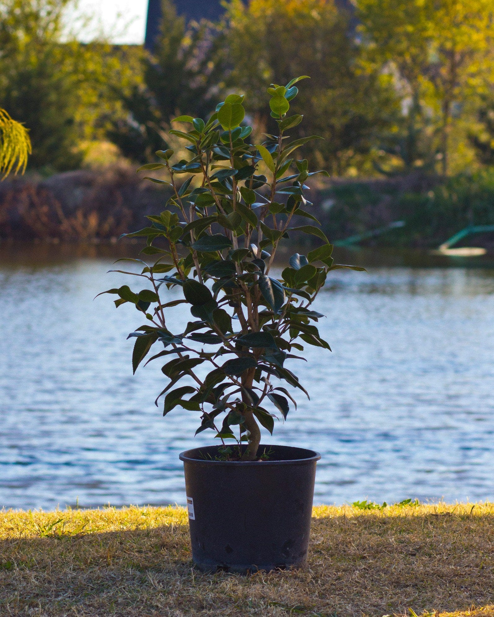 Royal Velvet Camellia - view 2