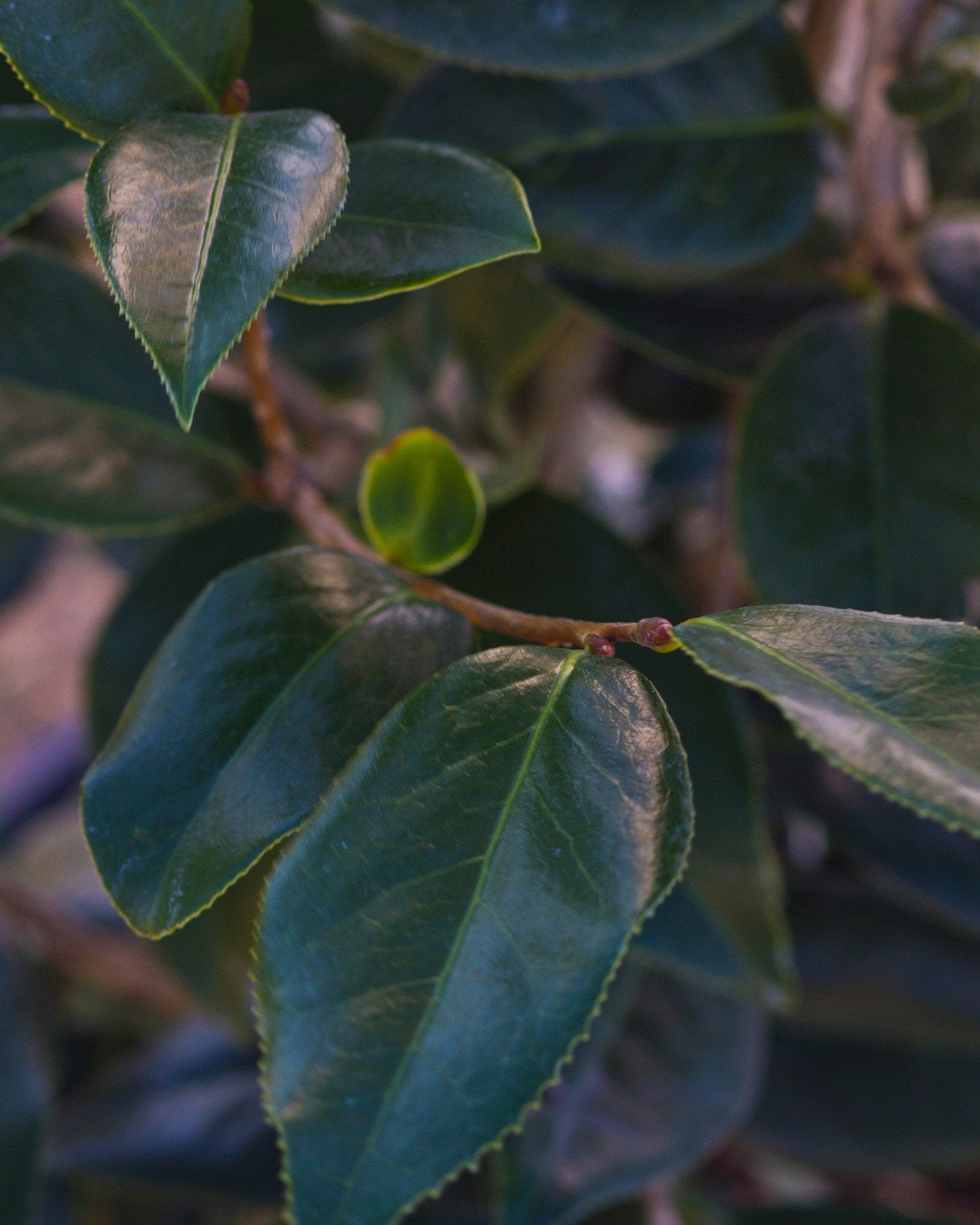 Royal Velvet Camellia - view 3