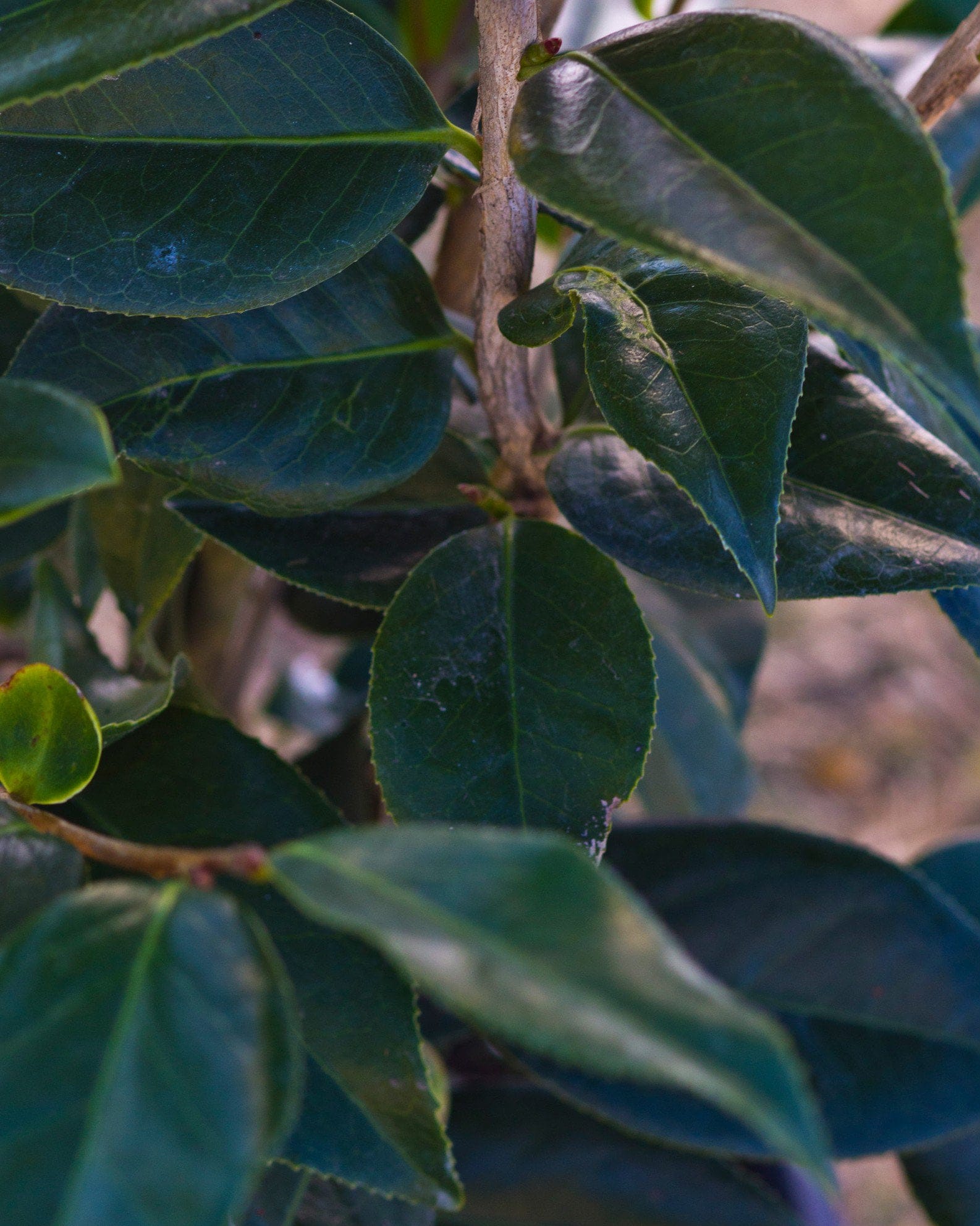 Royal Velvet Camellia - view 4