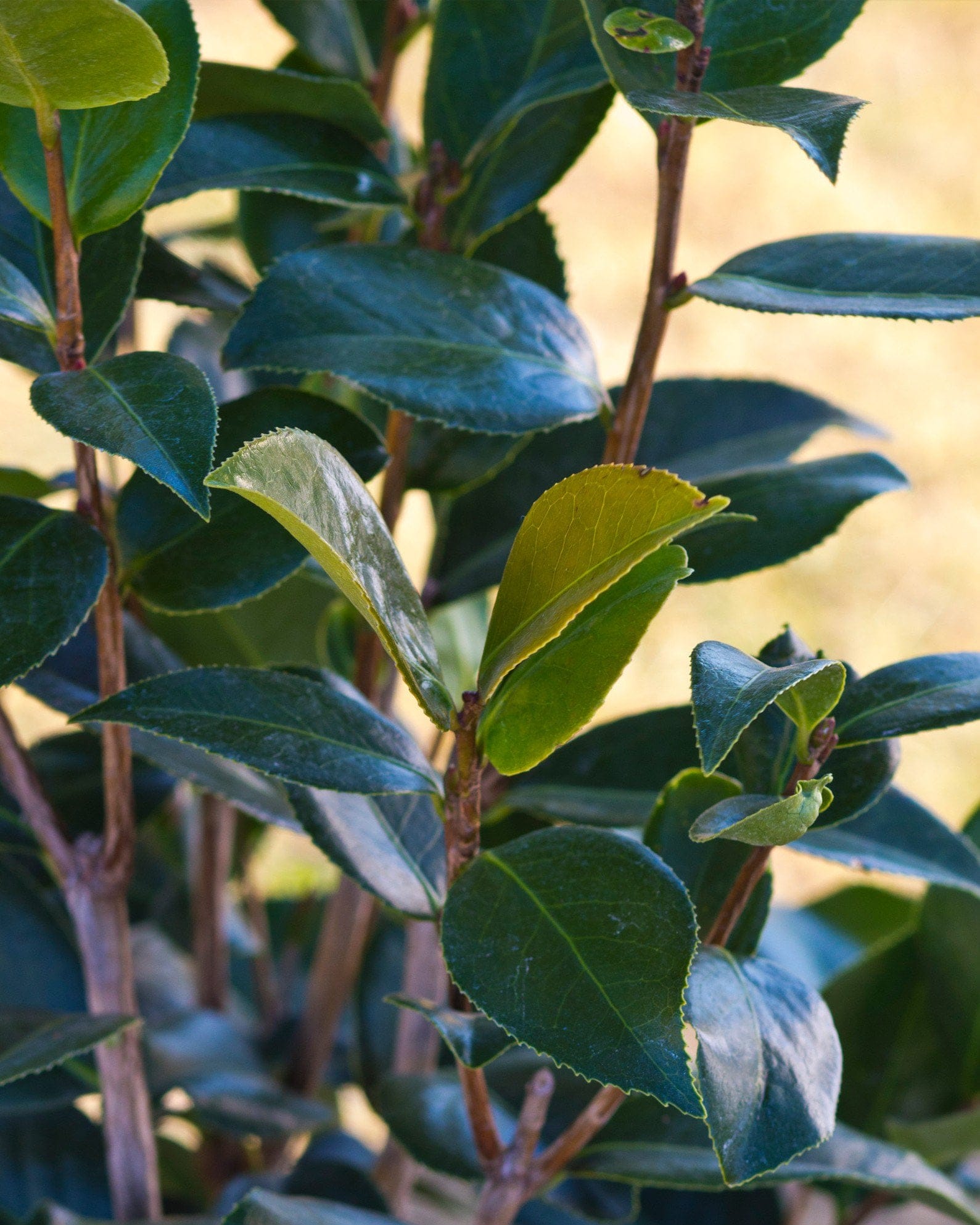 Royal Velvet Camellia - view 5