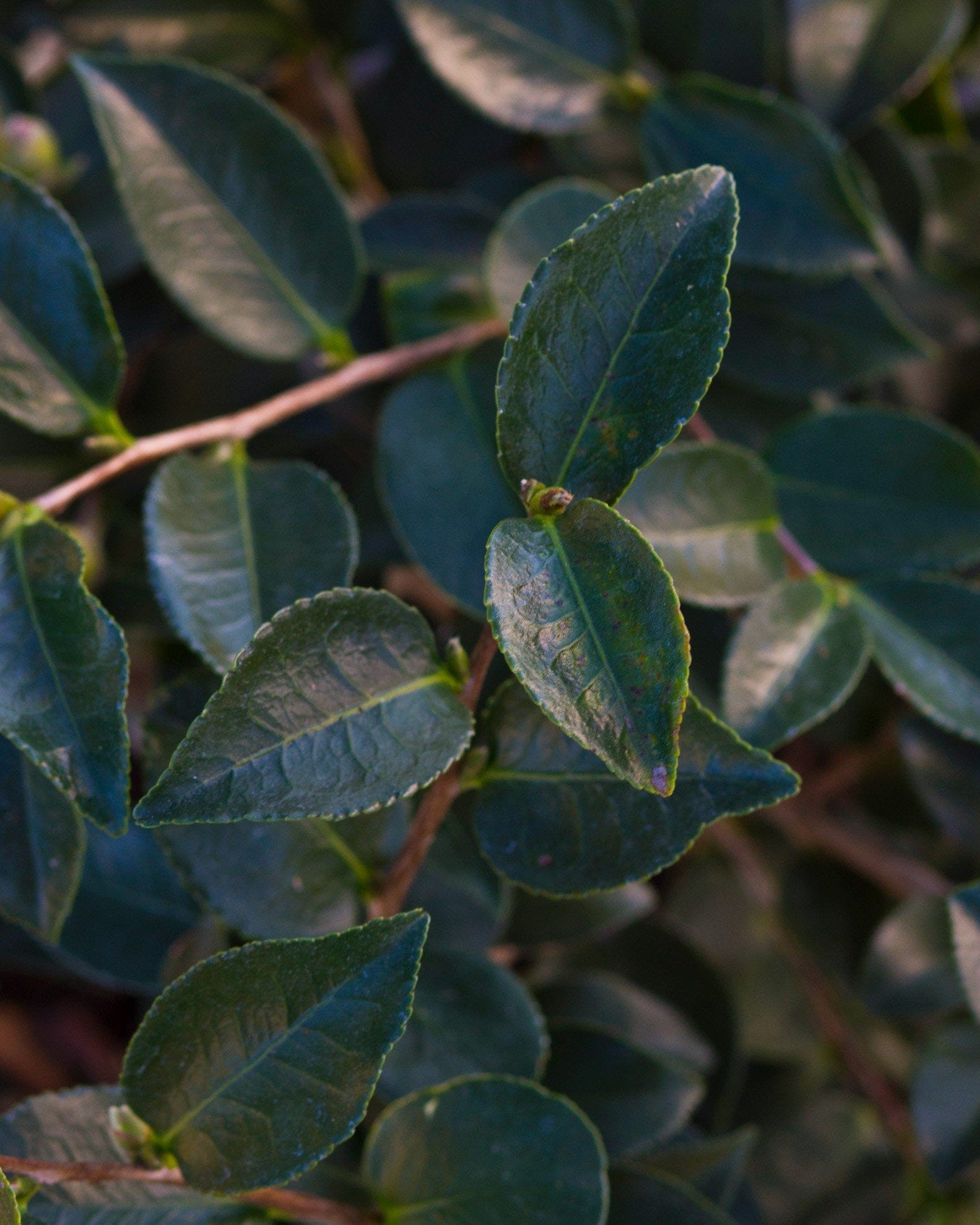 Shishi Gashira Camellia - view 2