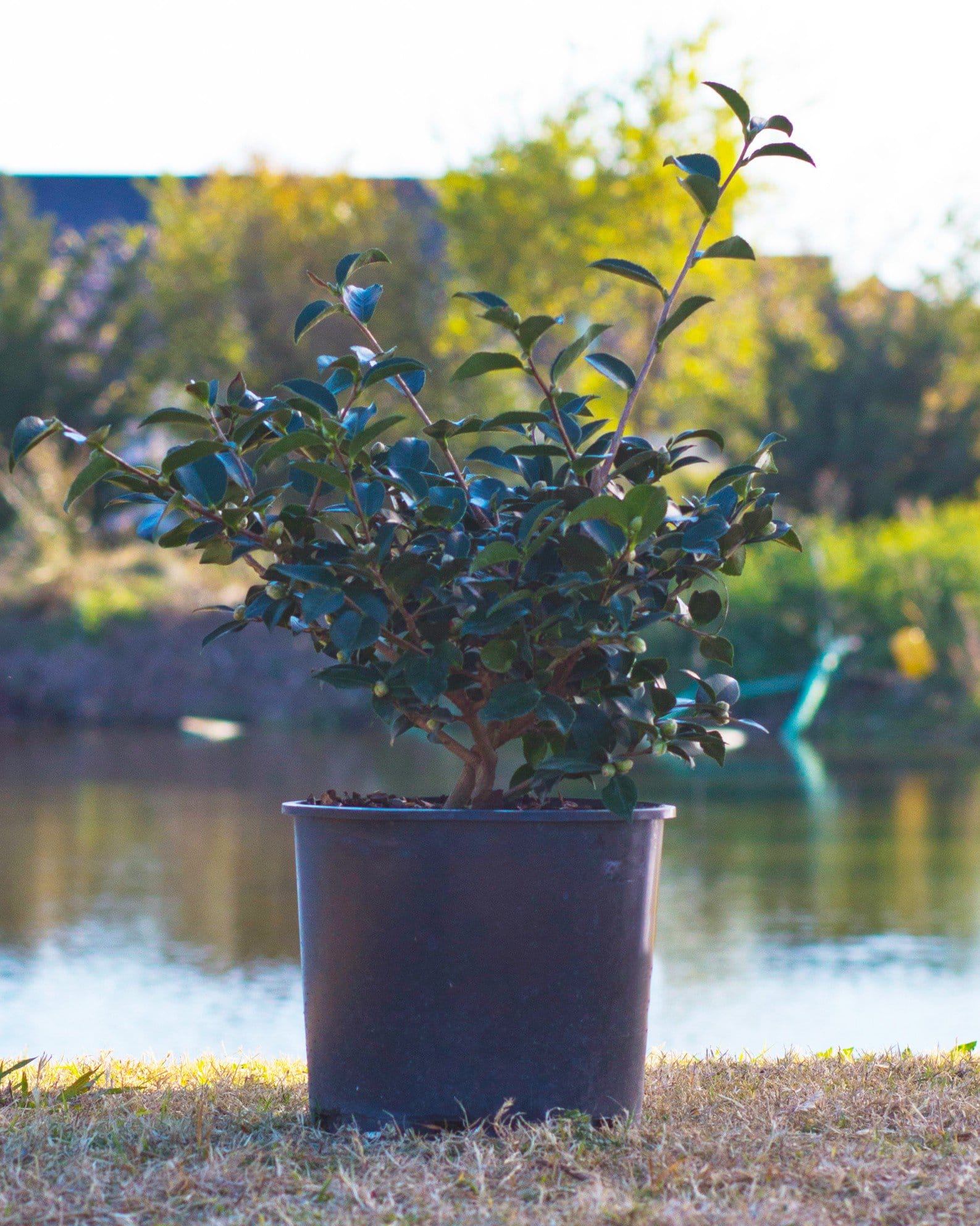 Shishi Gashira Camellia - view 3