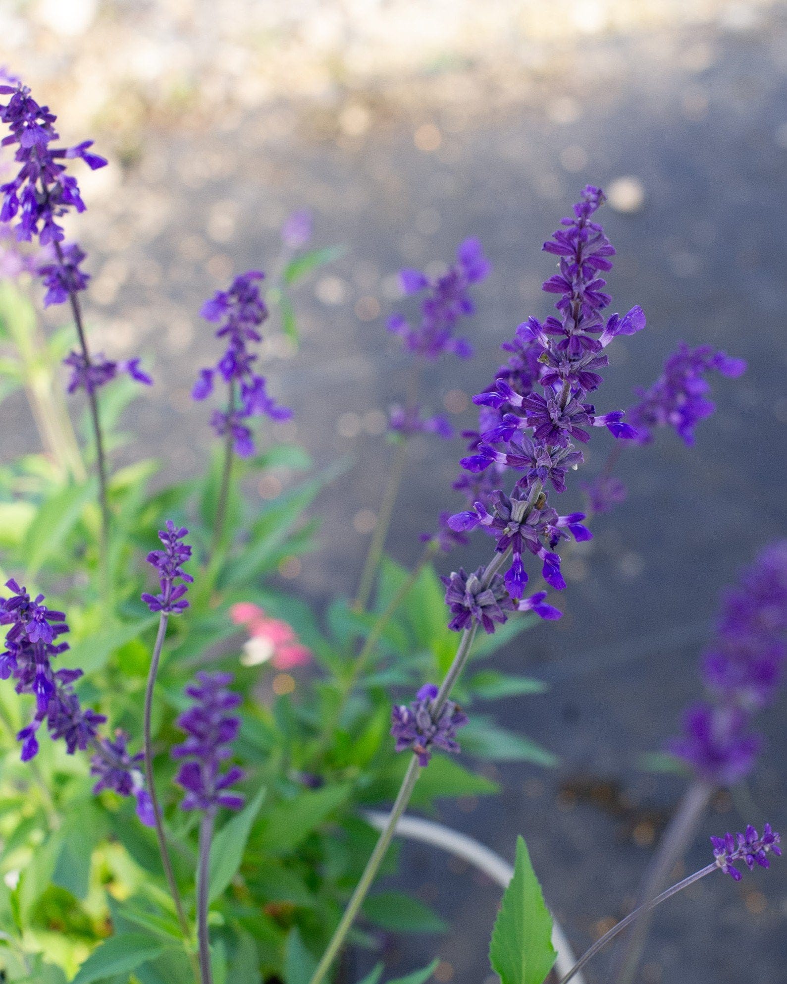 Henry Duelberg Salvia - view 2
