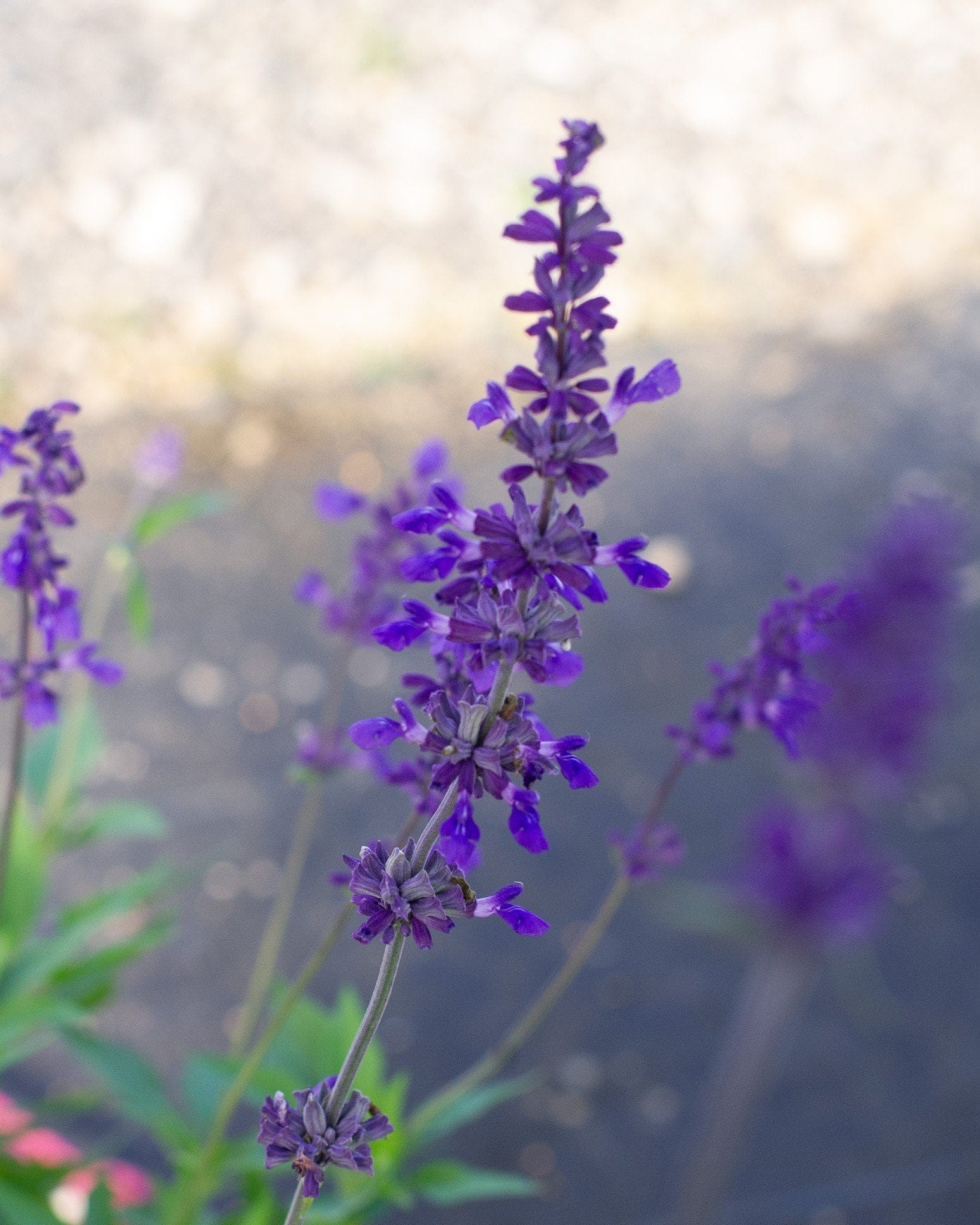 Henry Duelberg Salvia - view 3