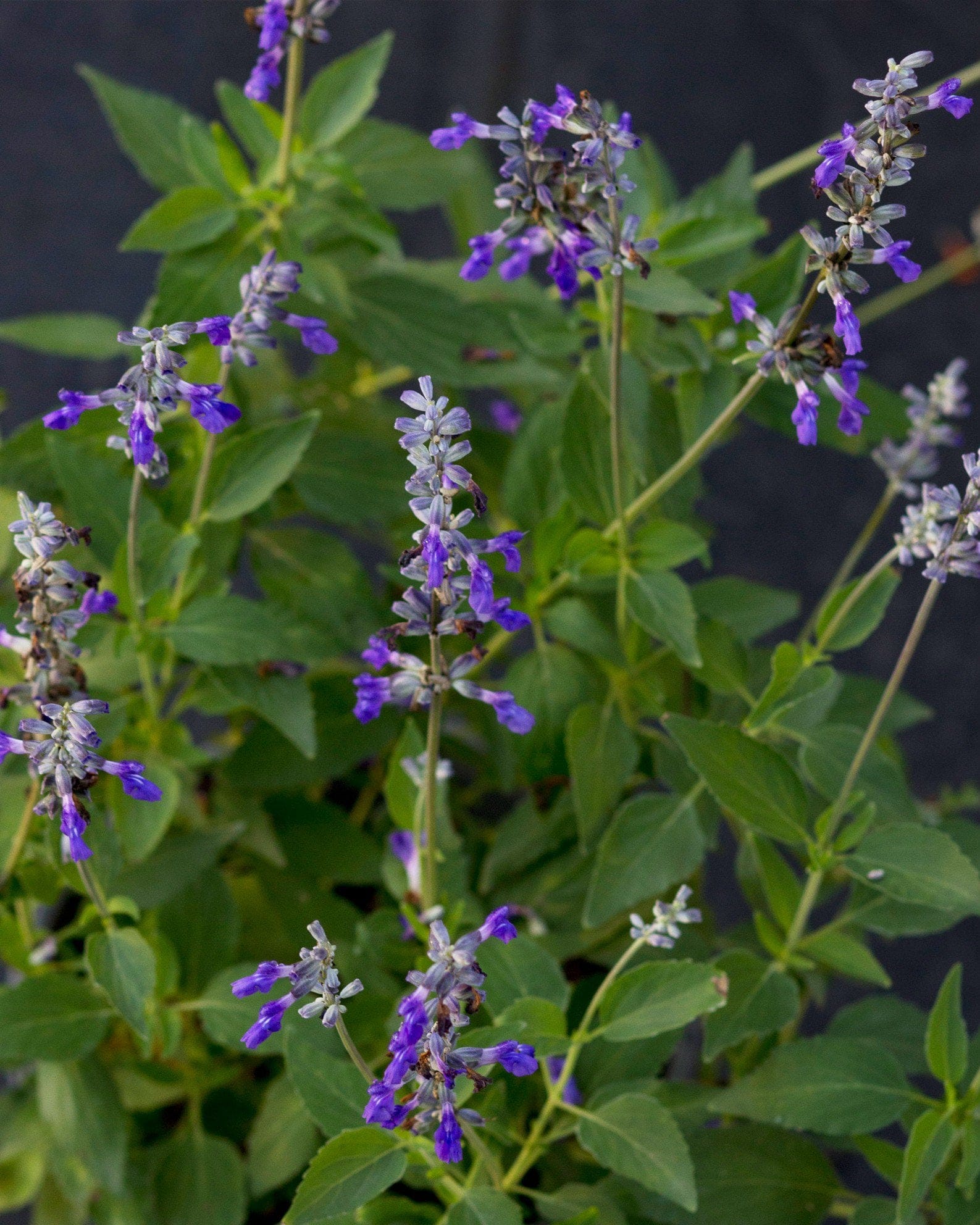 Henry Duelberg Salvia - view 4
