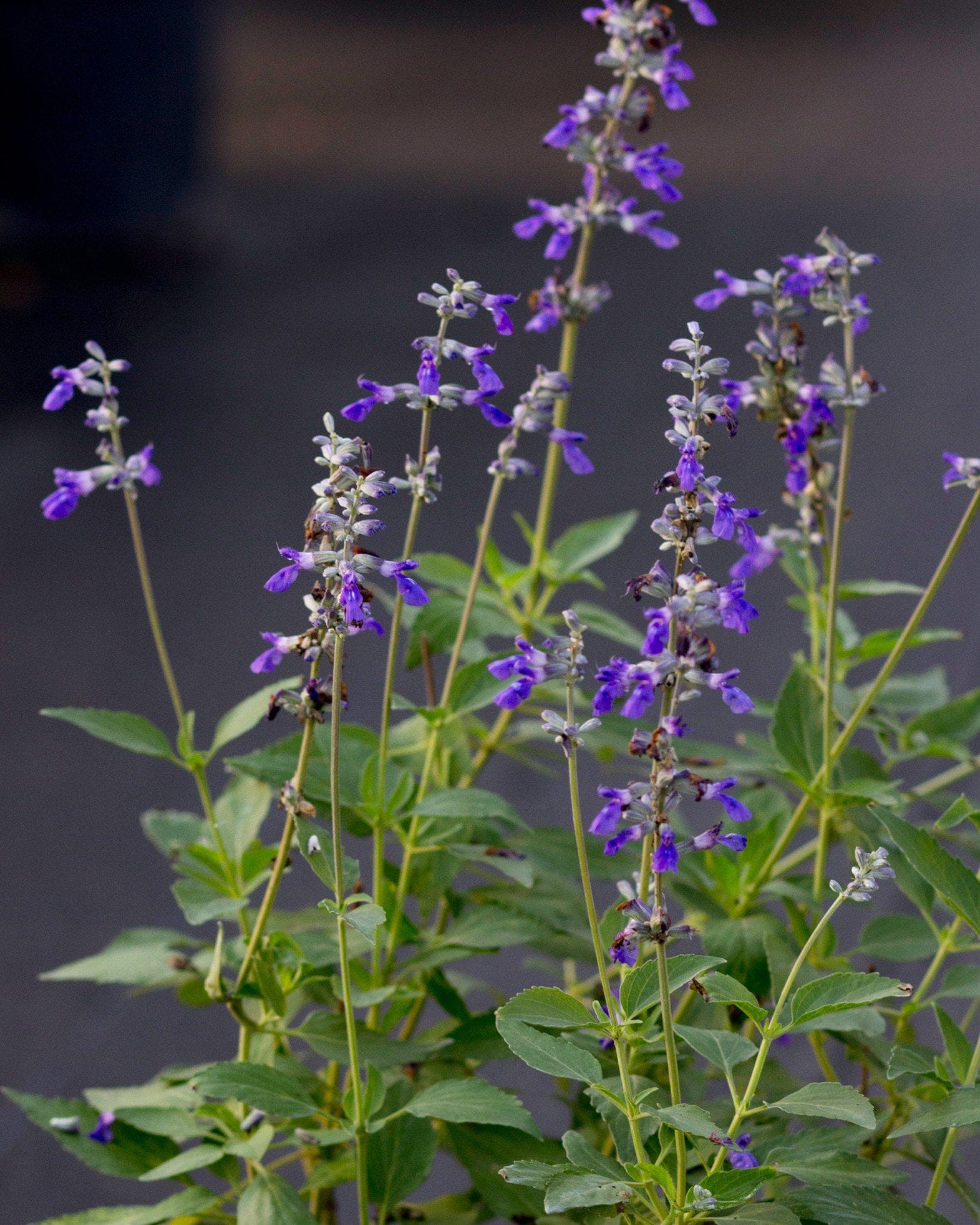 Henry Duelberg Salvia - view 5