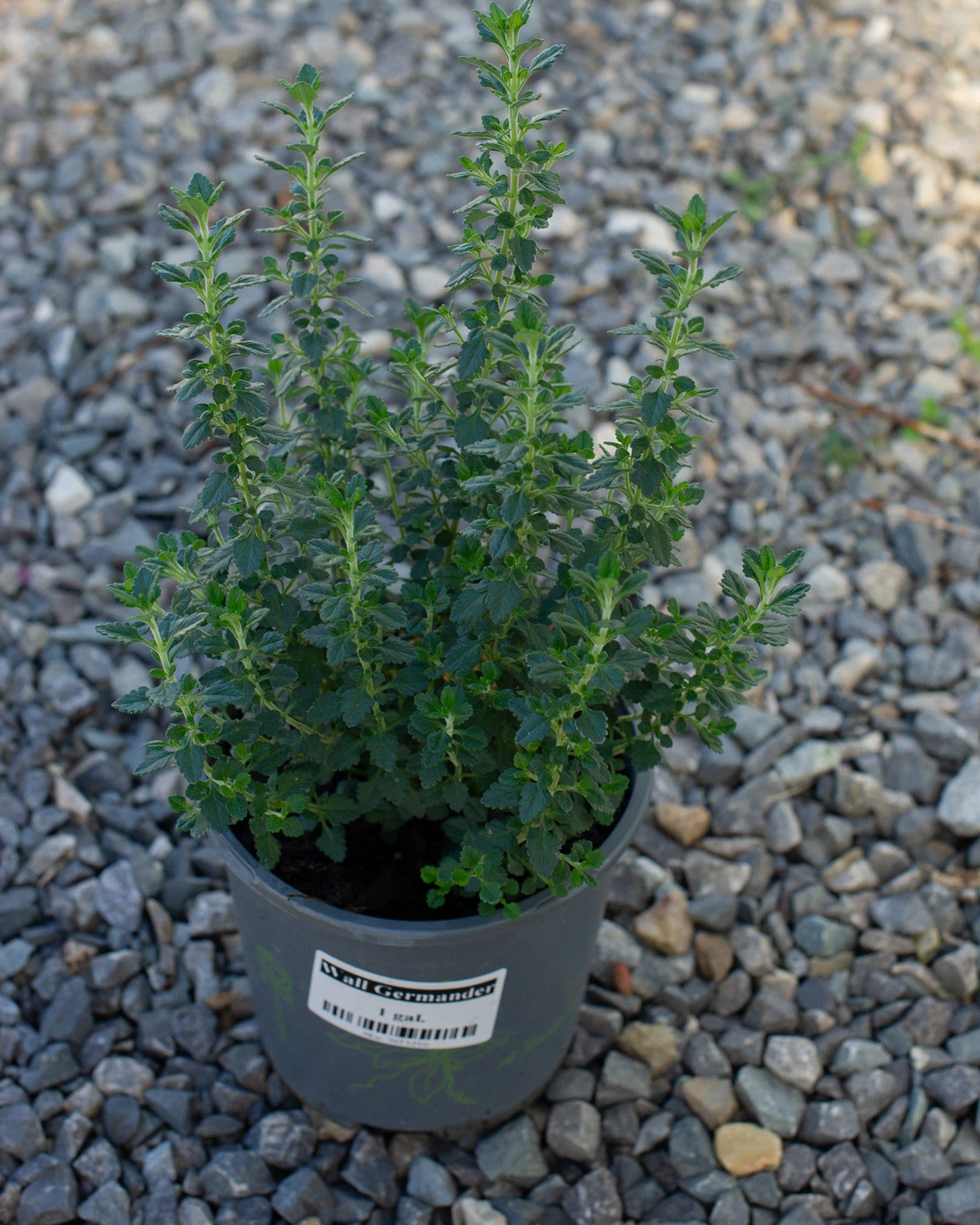 Wall Germander - view 2