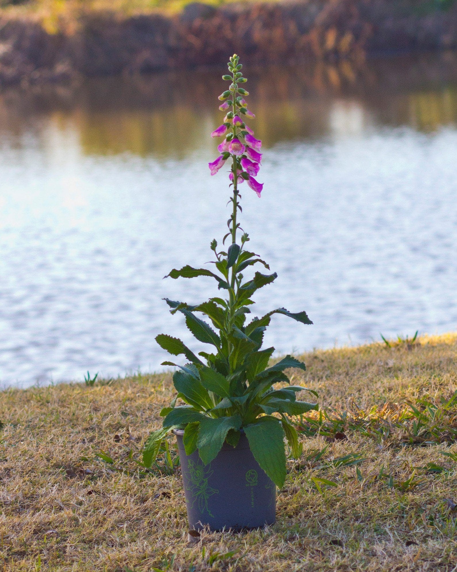 Pink Panther Foxglove - view 2