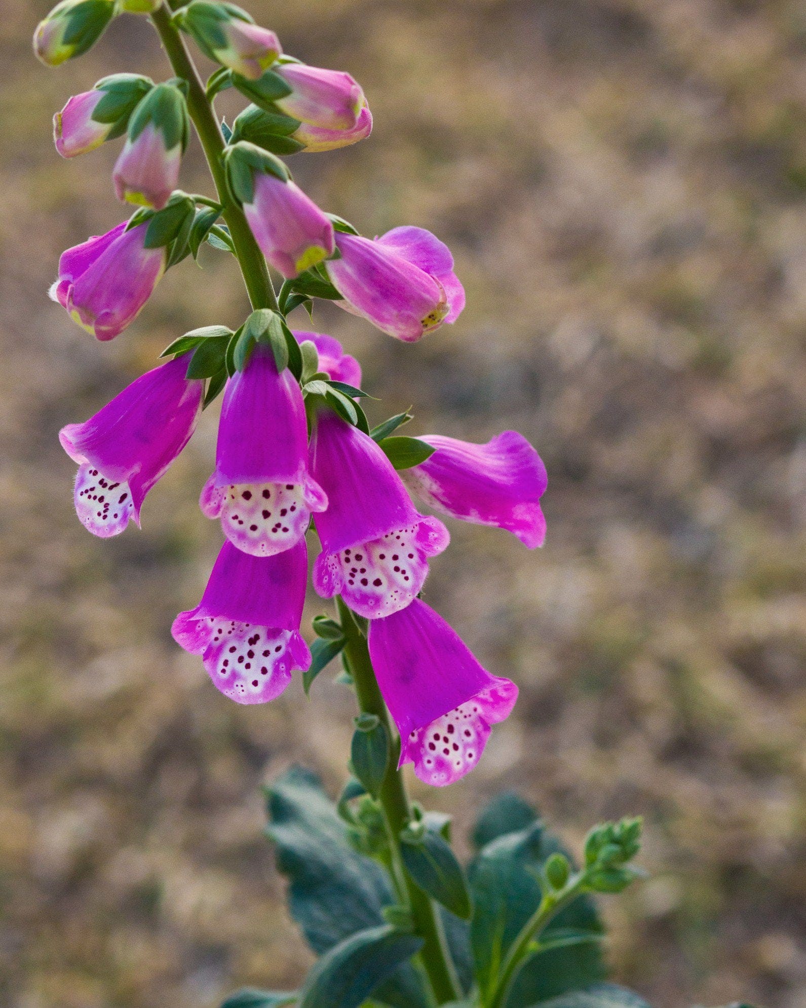 Pink Panther Foxglove - view 3