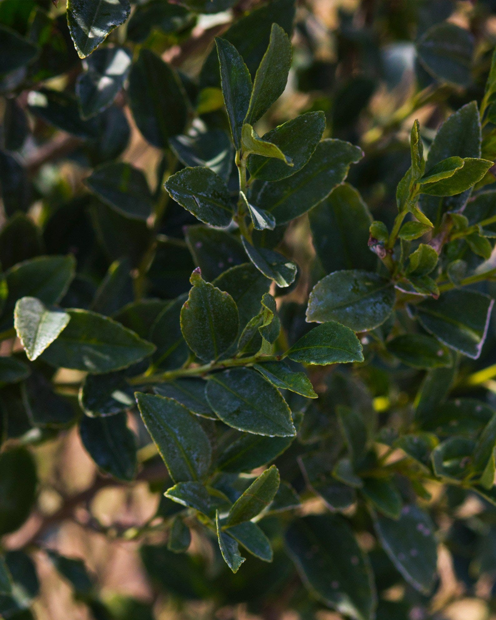 Arrow Point Holly - view 2