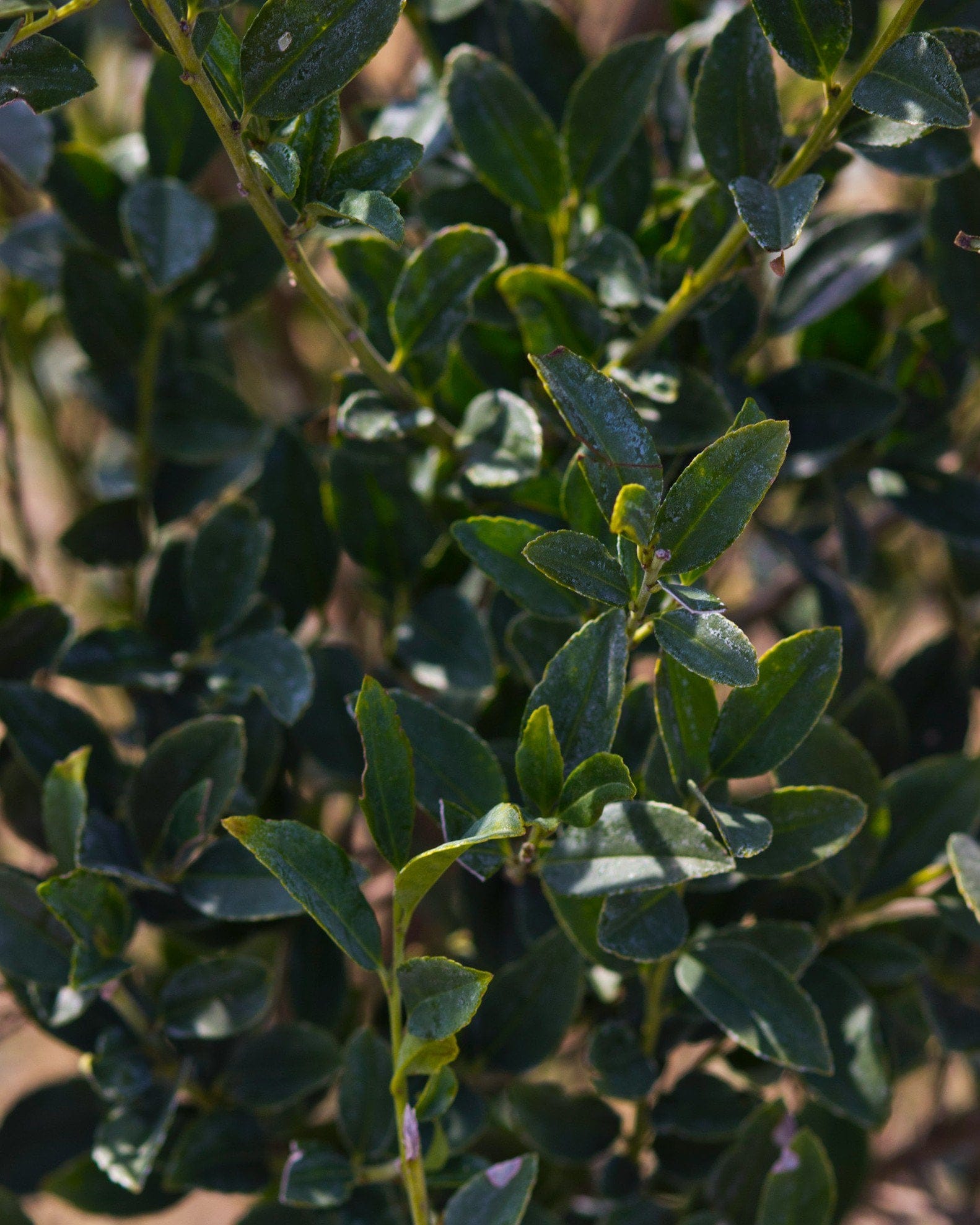 Arrow Point Holly - view 3