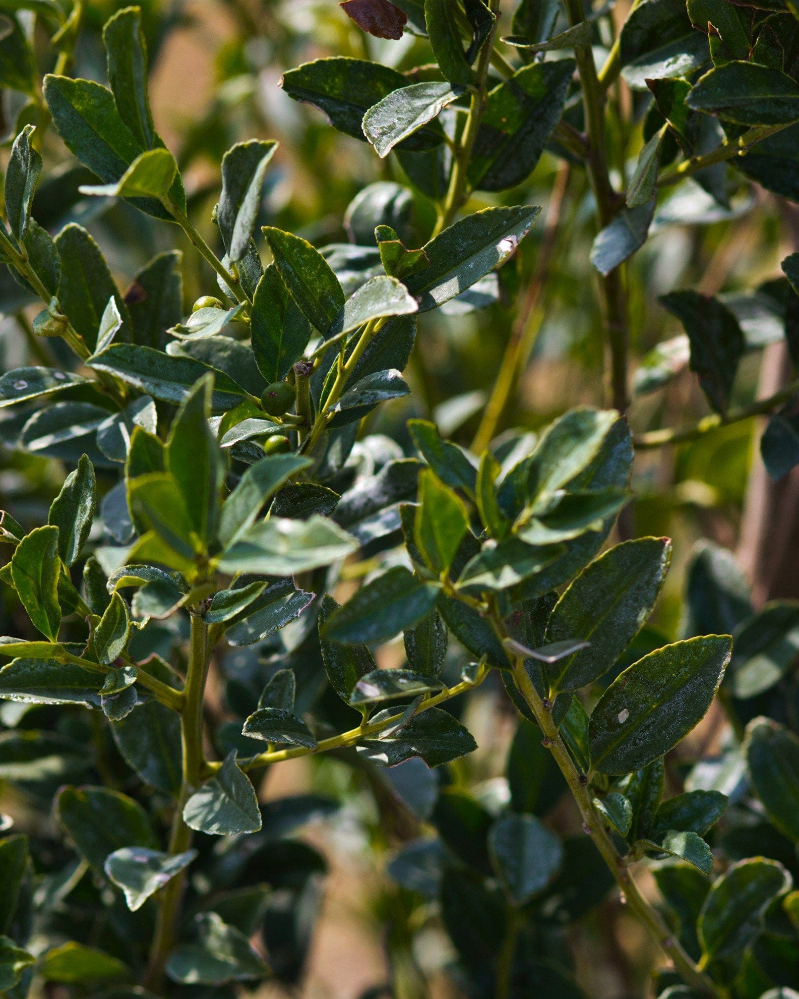 Arrow Point Holly - view 4