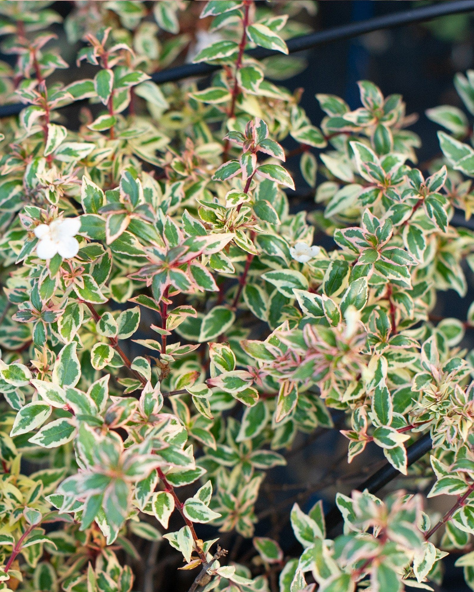Suntastic Pink Abelia
