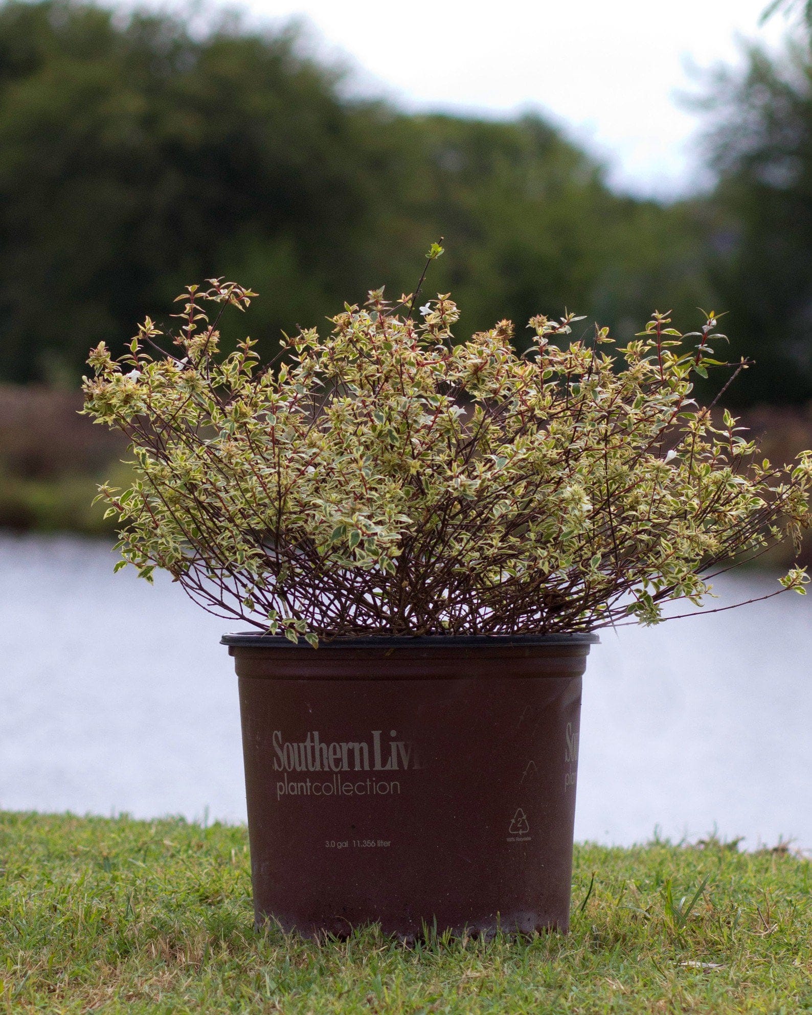 Suntastic Pink Abelia - view 2
