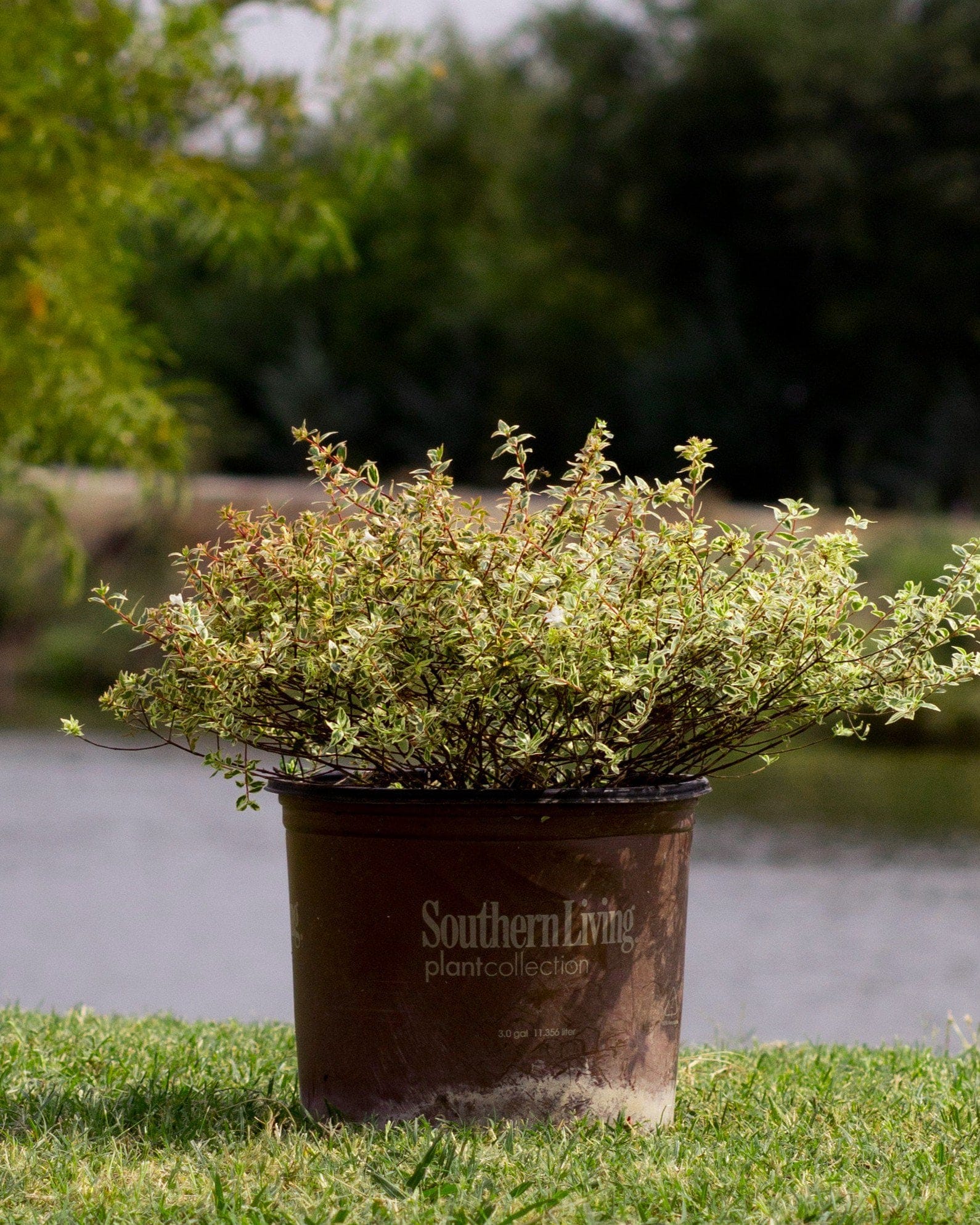Suntastic Pink Abelia - view 3