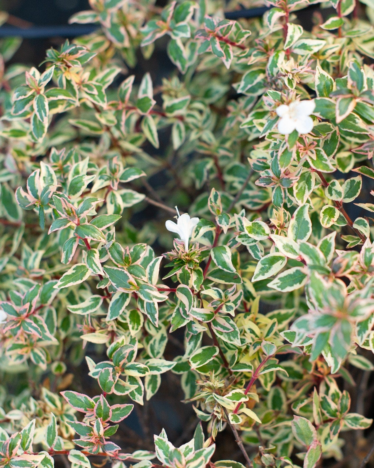 Suntastic Pink Abelia - view 5