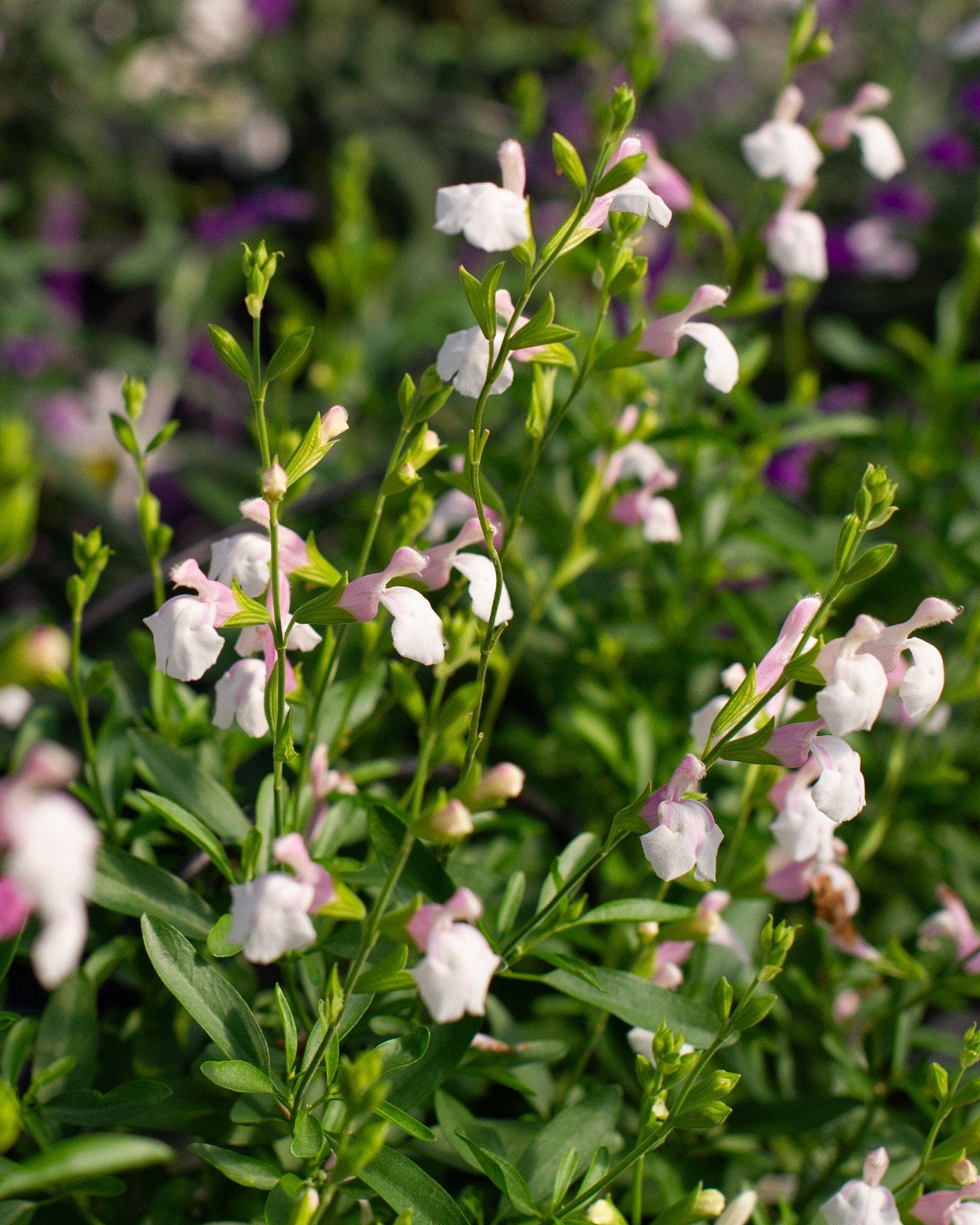 Teresa Salvia Greggii