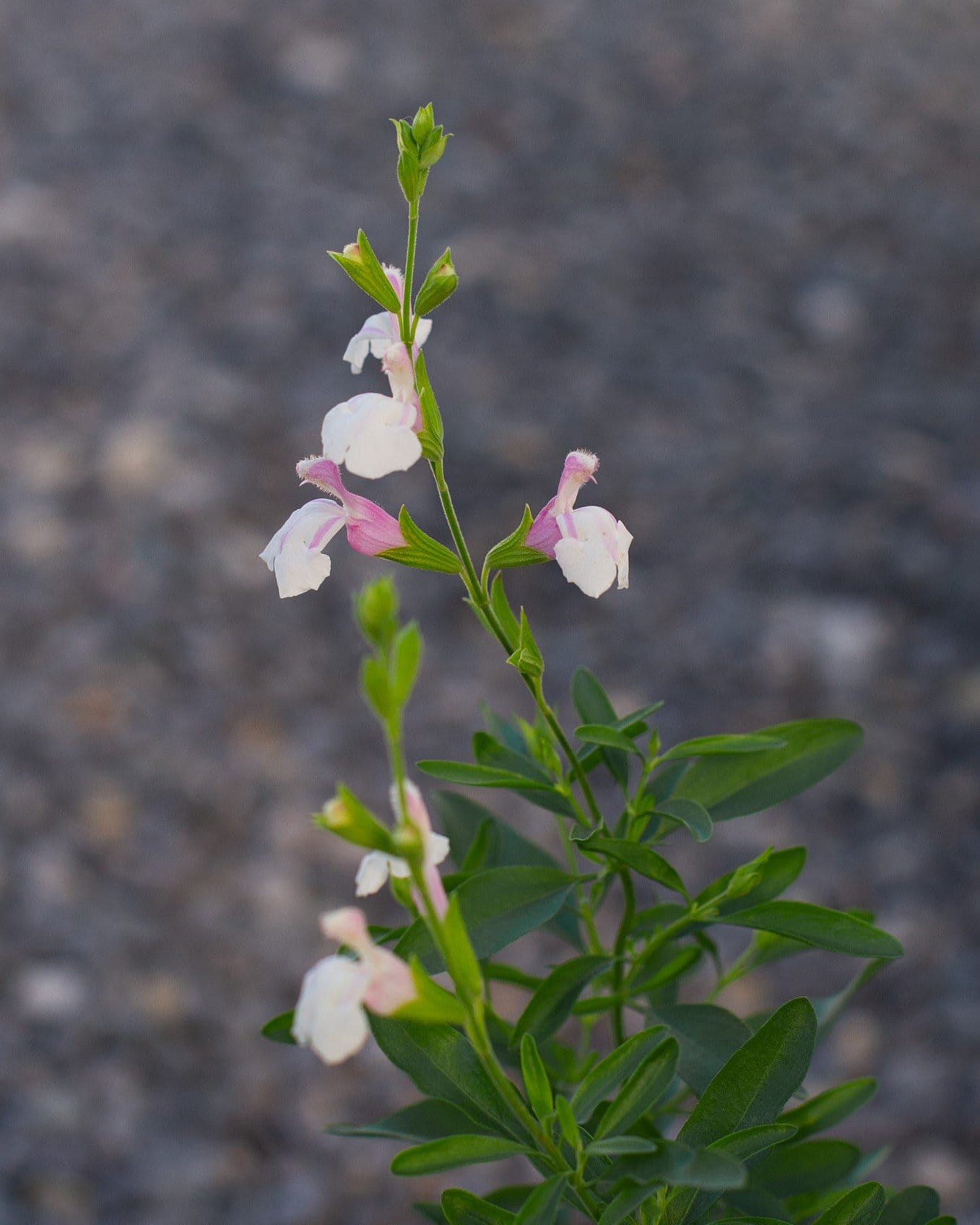 Teresa Salvia Greggii - view 2