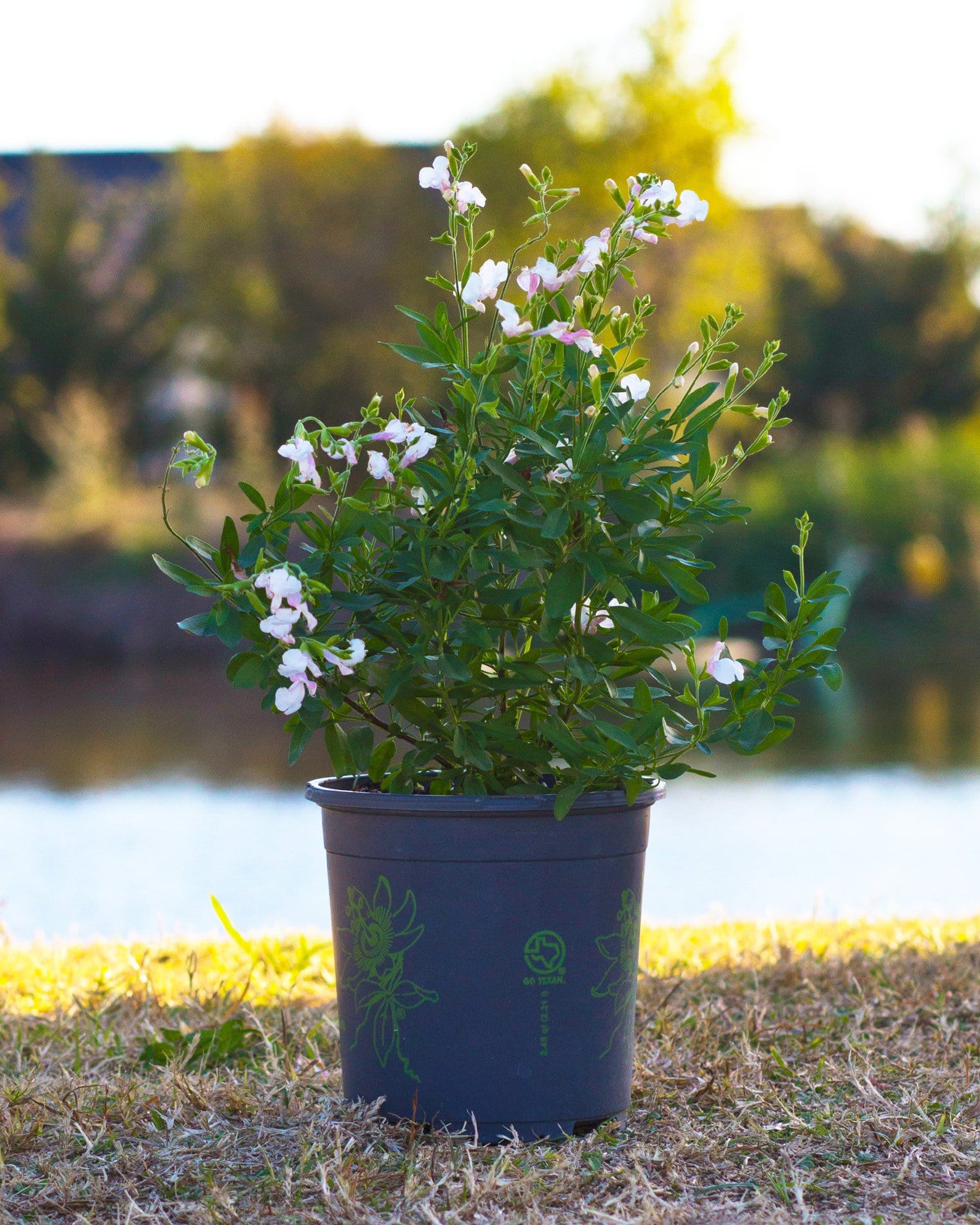 Teresa Salvia Greggii - view 3