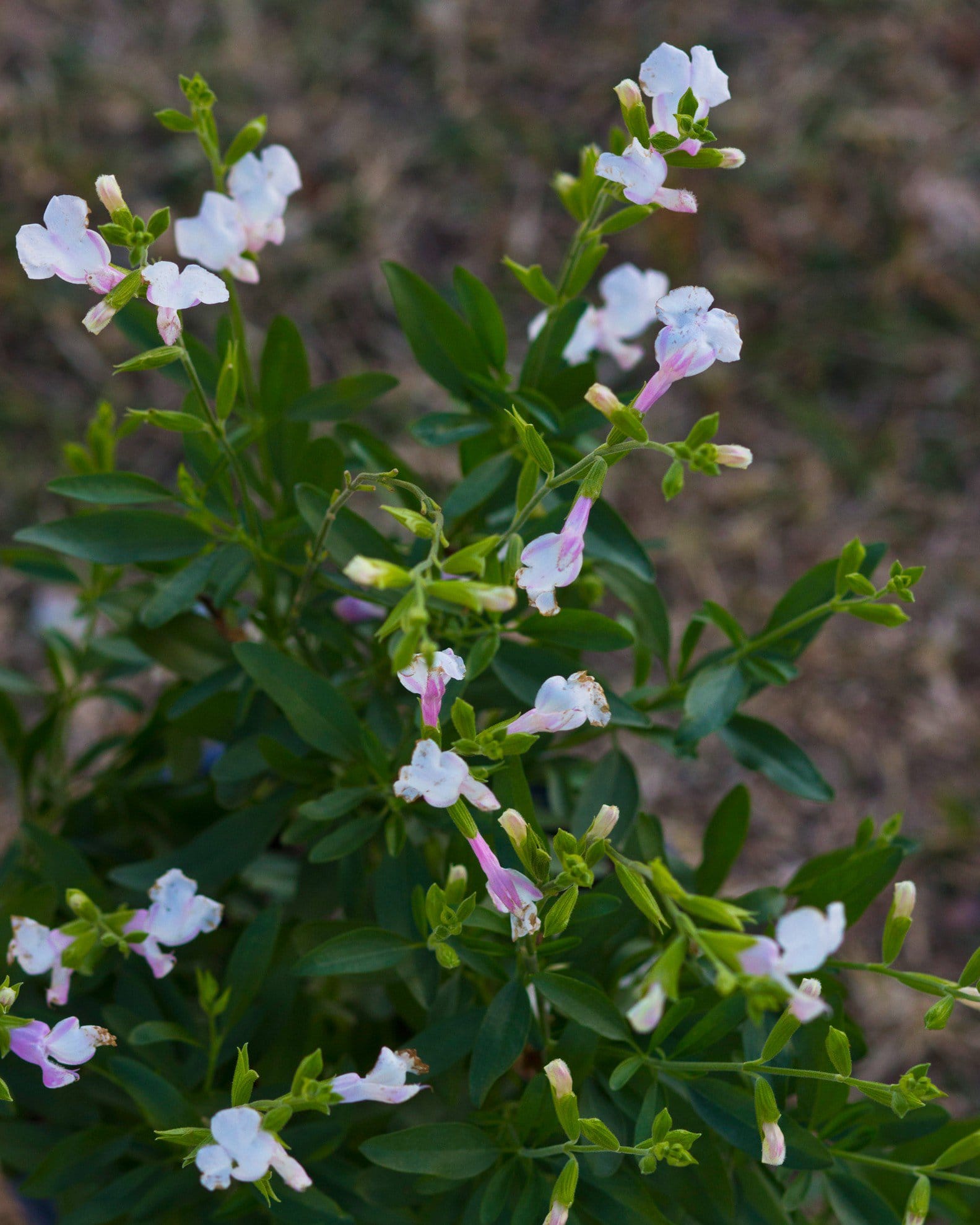 Teresa Salvia Greggii - view 4