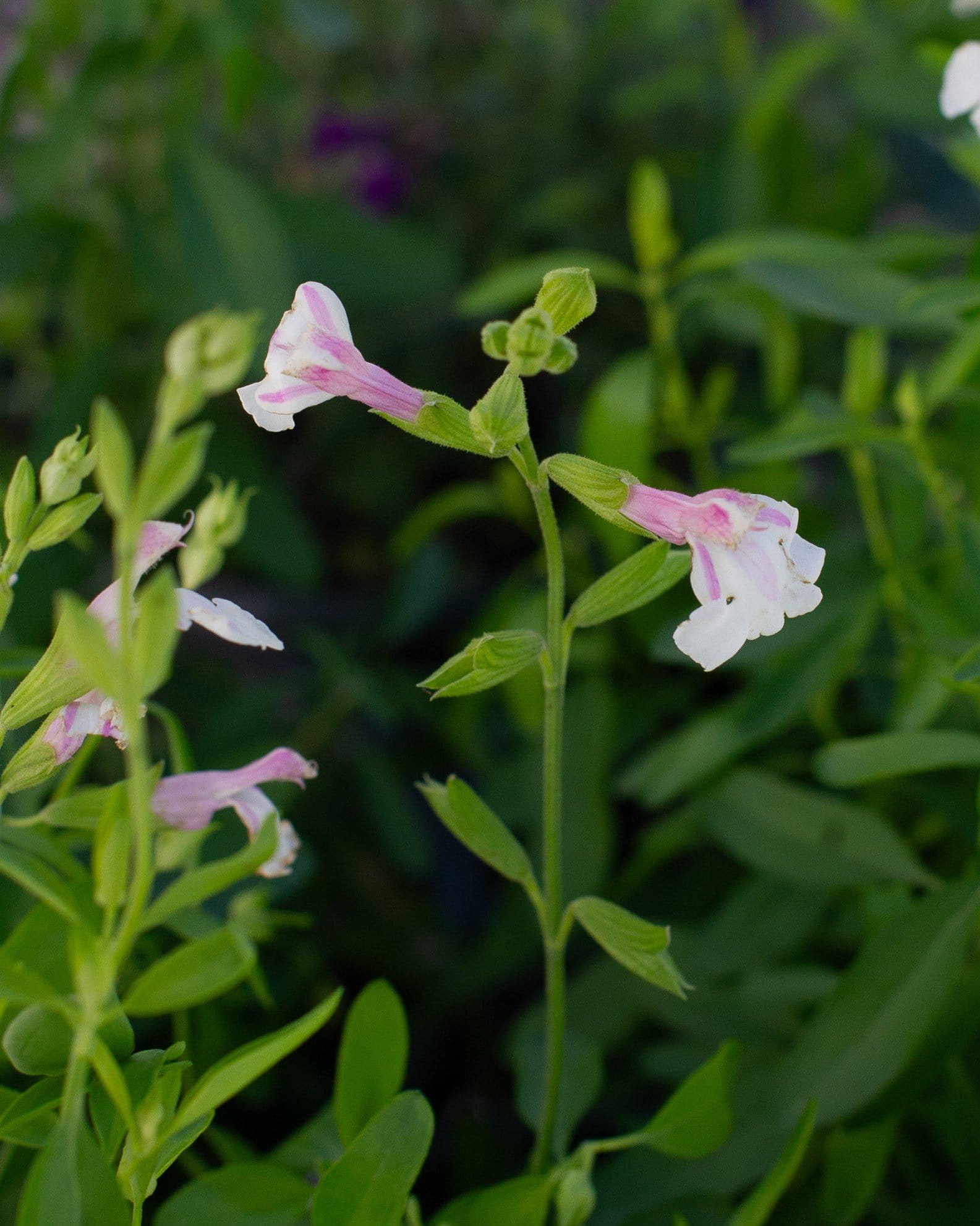 Teresa Salvia Greggii - view 5