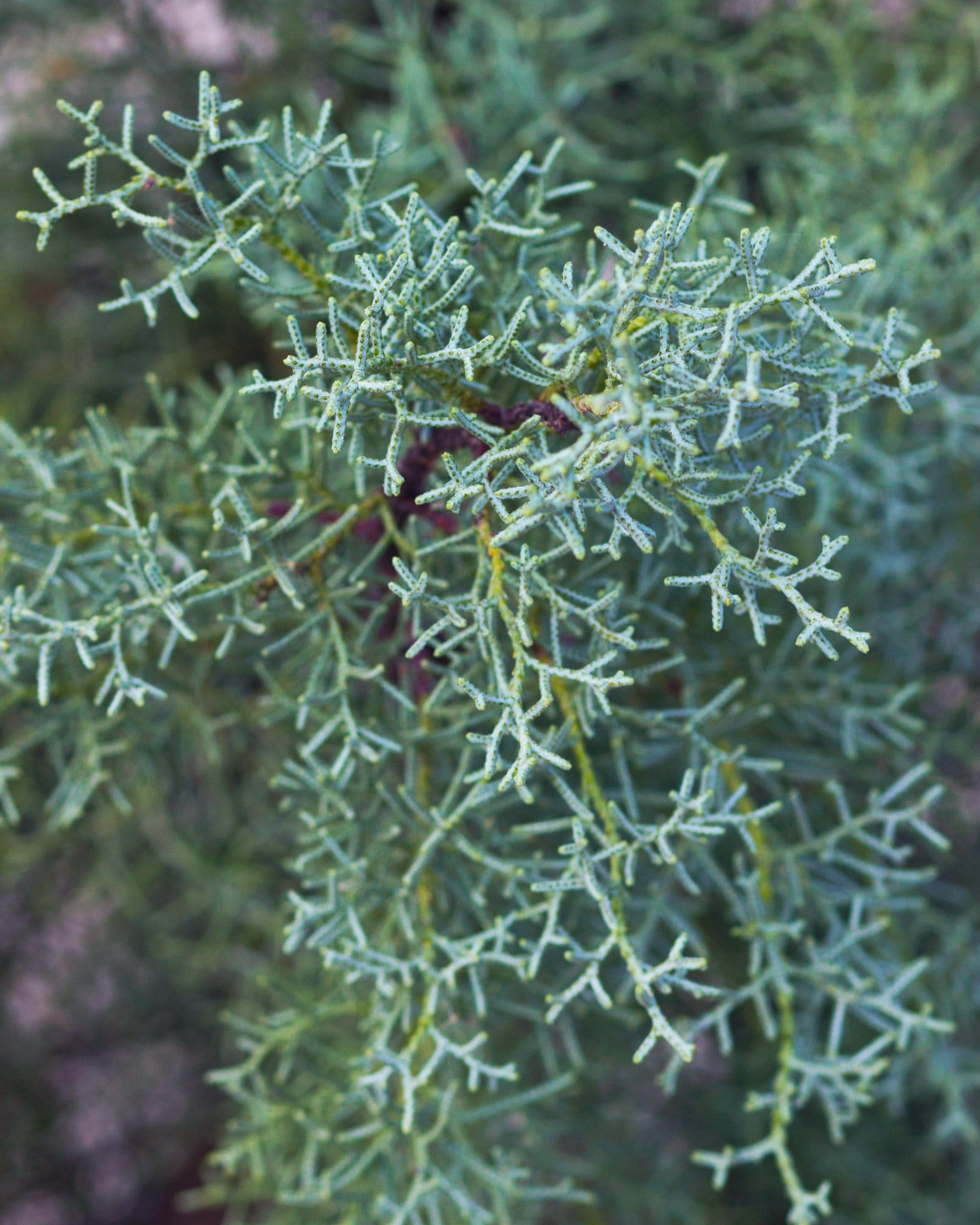 Arizona Cypress Blue Ice - view 3