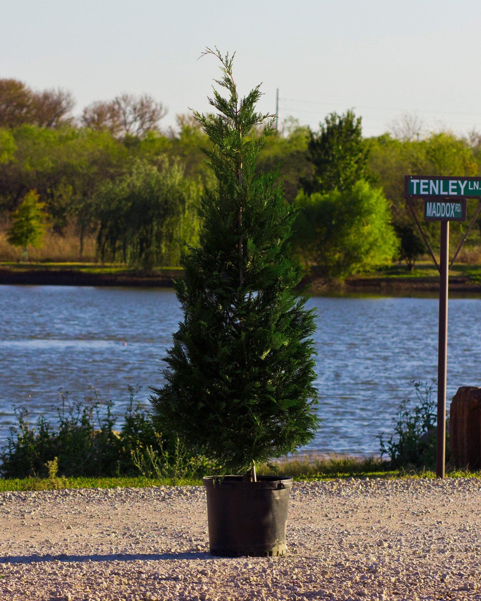 Leyland Cypress - Main Image