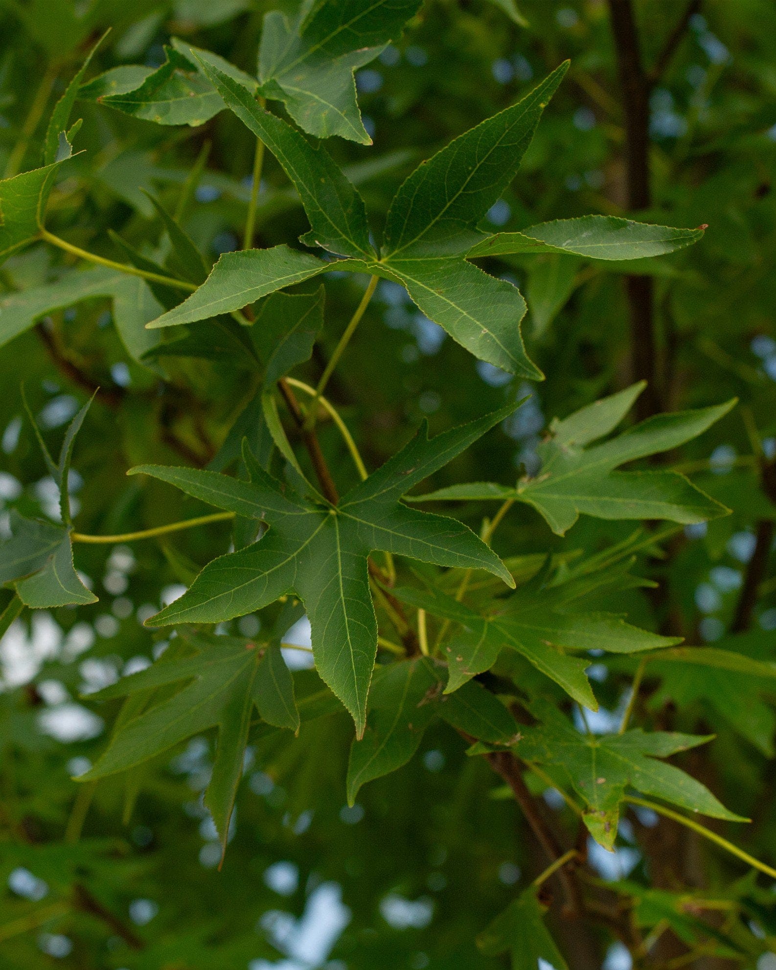 Cherokee Sweet Gum - view 2