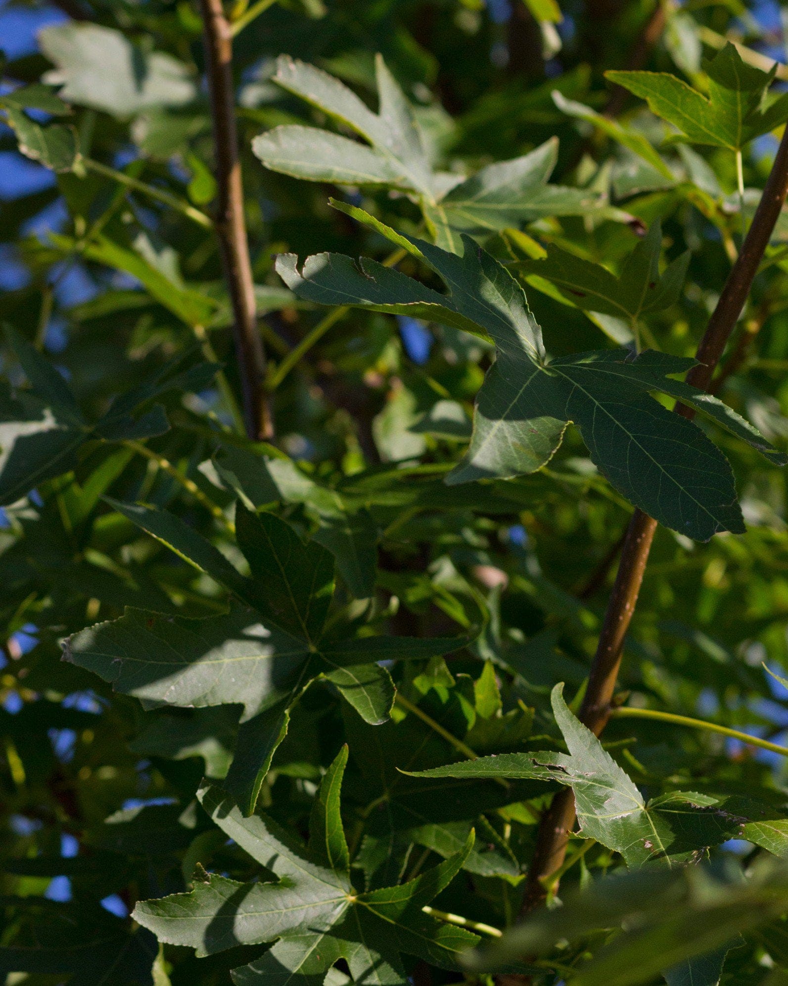 Cherokee Sweet Gum - view 3