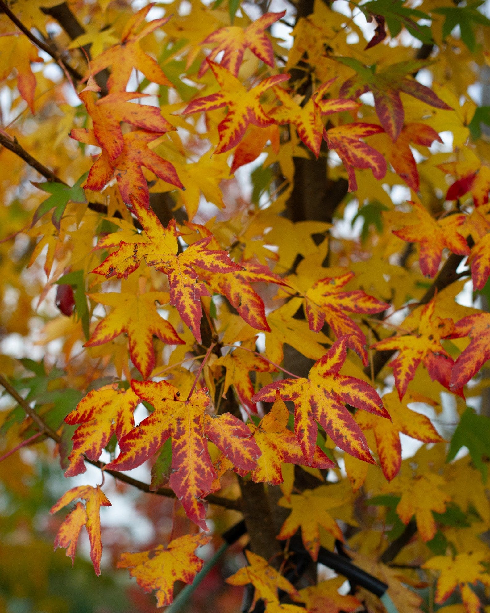 Cherokee Sweet Gum - view 4