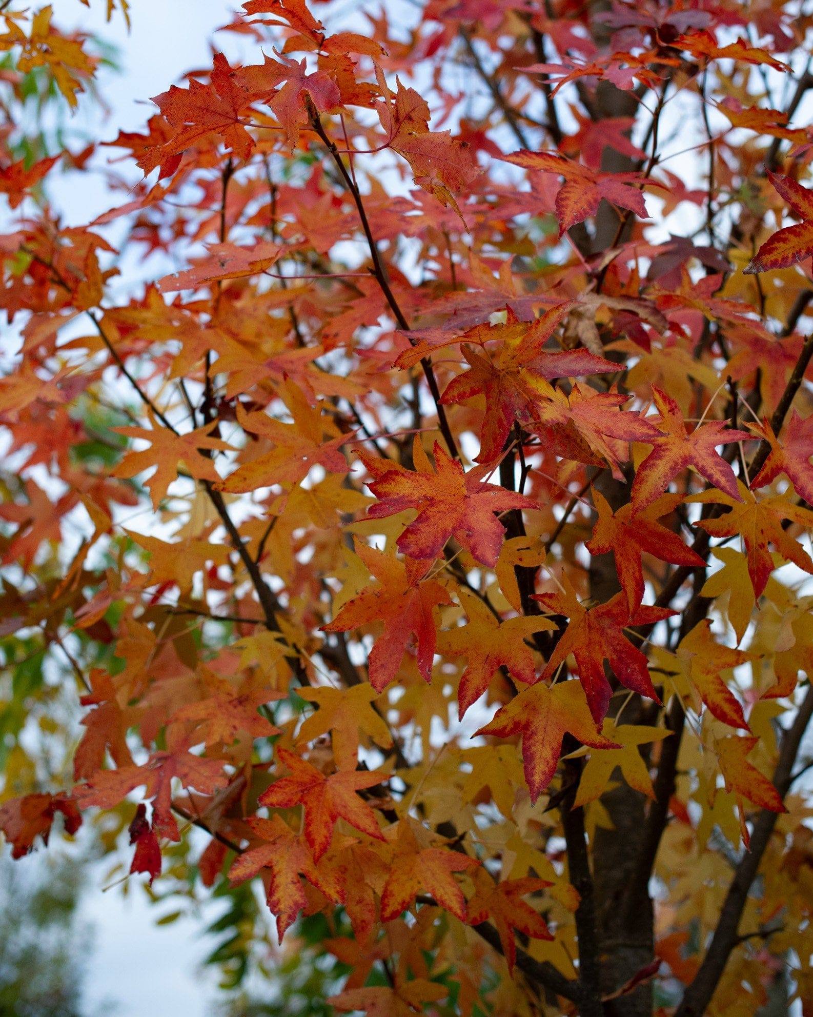 Cherokee Sweet Gum - view 5