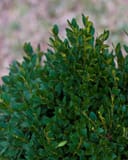 Green Mountain Boxwood thumbnail 4