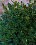 Green Mountain Boxwood thumbnail 5