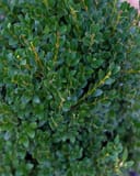 Green Mountain Boxwood thumbnail 6