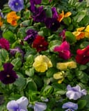 Matrix Clear Mix Pansy thumbnail 1
