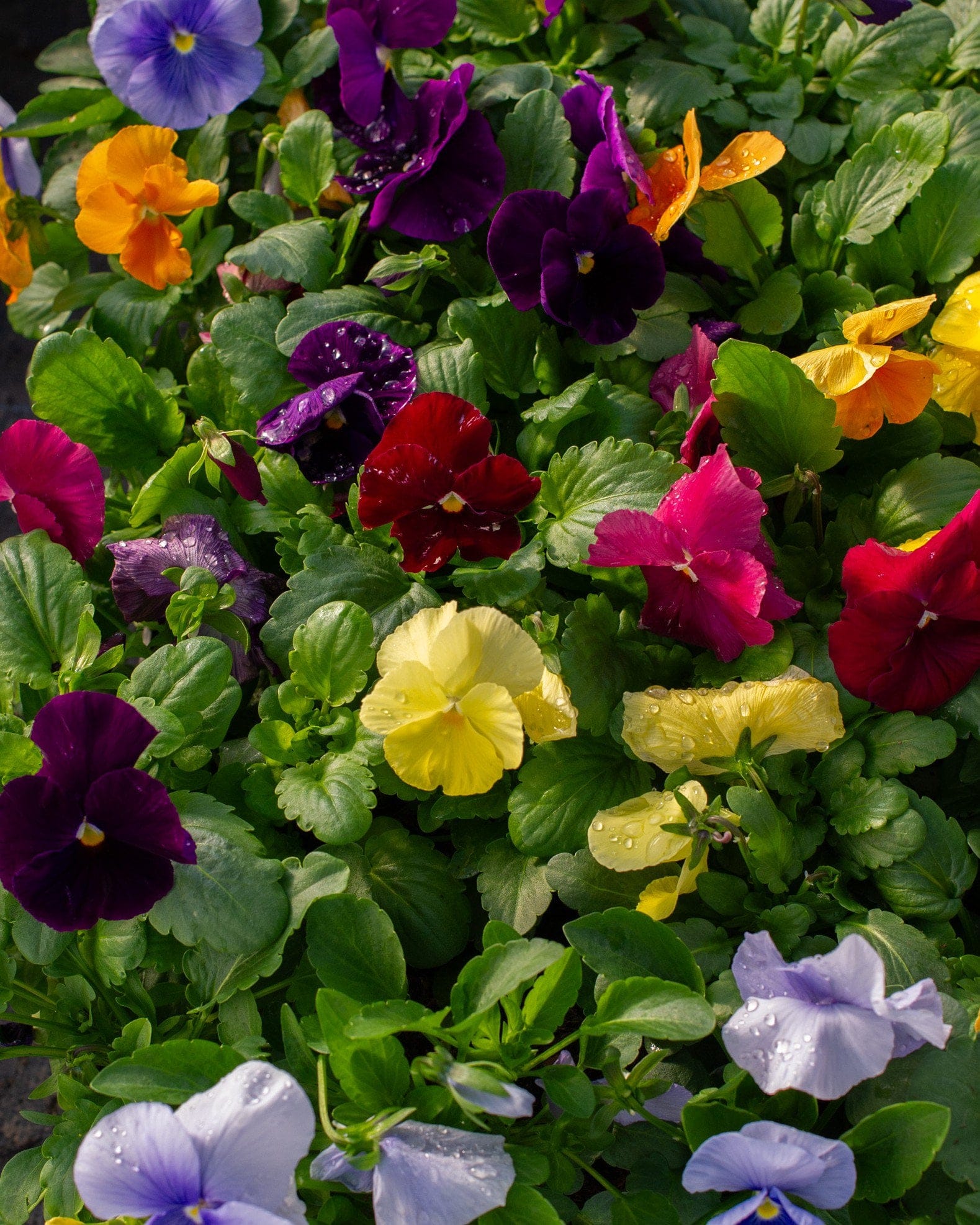 Matrix Clear Mix Pansy - Main Image