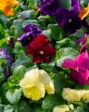 Matrix Clear Mix Pansy thumbnail 3
