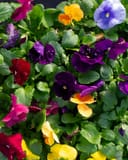 Matrix Clear Mix Pansy thumbnail 5