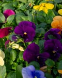 Matrix Clear Mix Pansy thumbnail 8