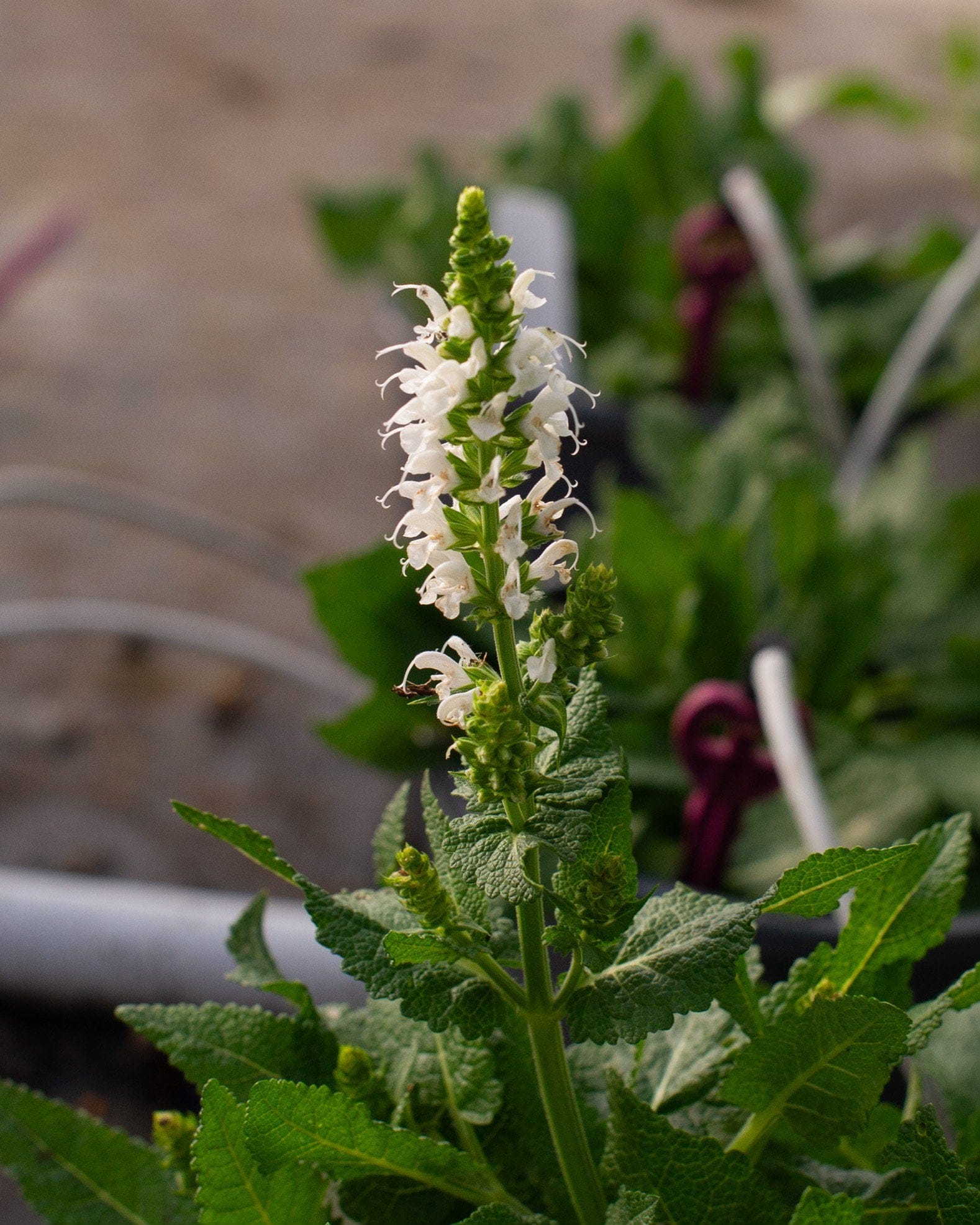 Bumblesnow Salvia - view 2
