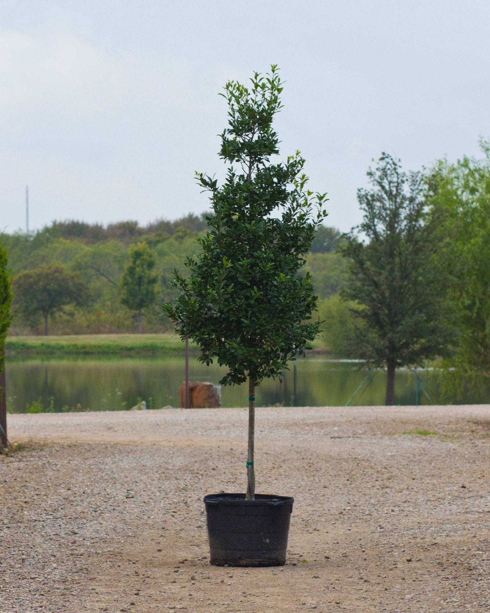 Eagleston Holly Tree Form - view 2