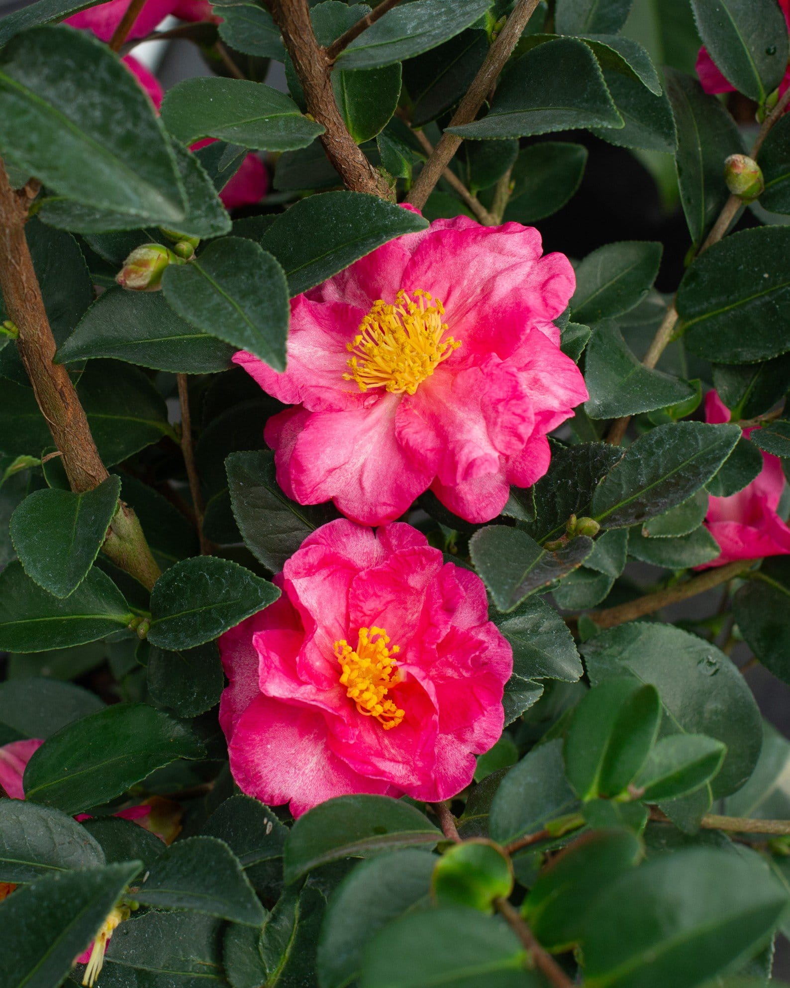 Shishi Gashira Camellia - view 5