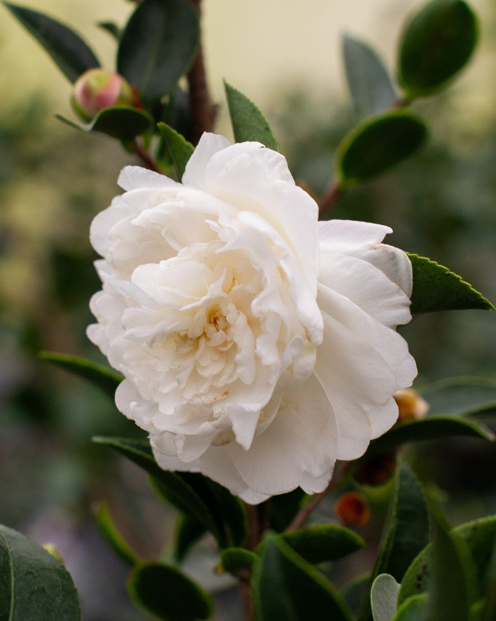 White Shi-Shi Camellia - view 2