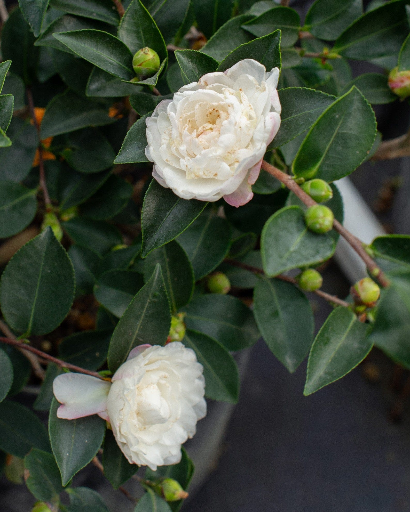 White Shi-Shi Camellia - view 3