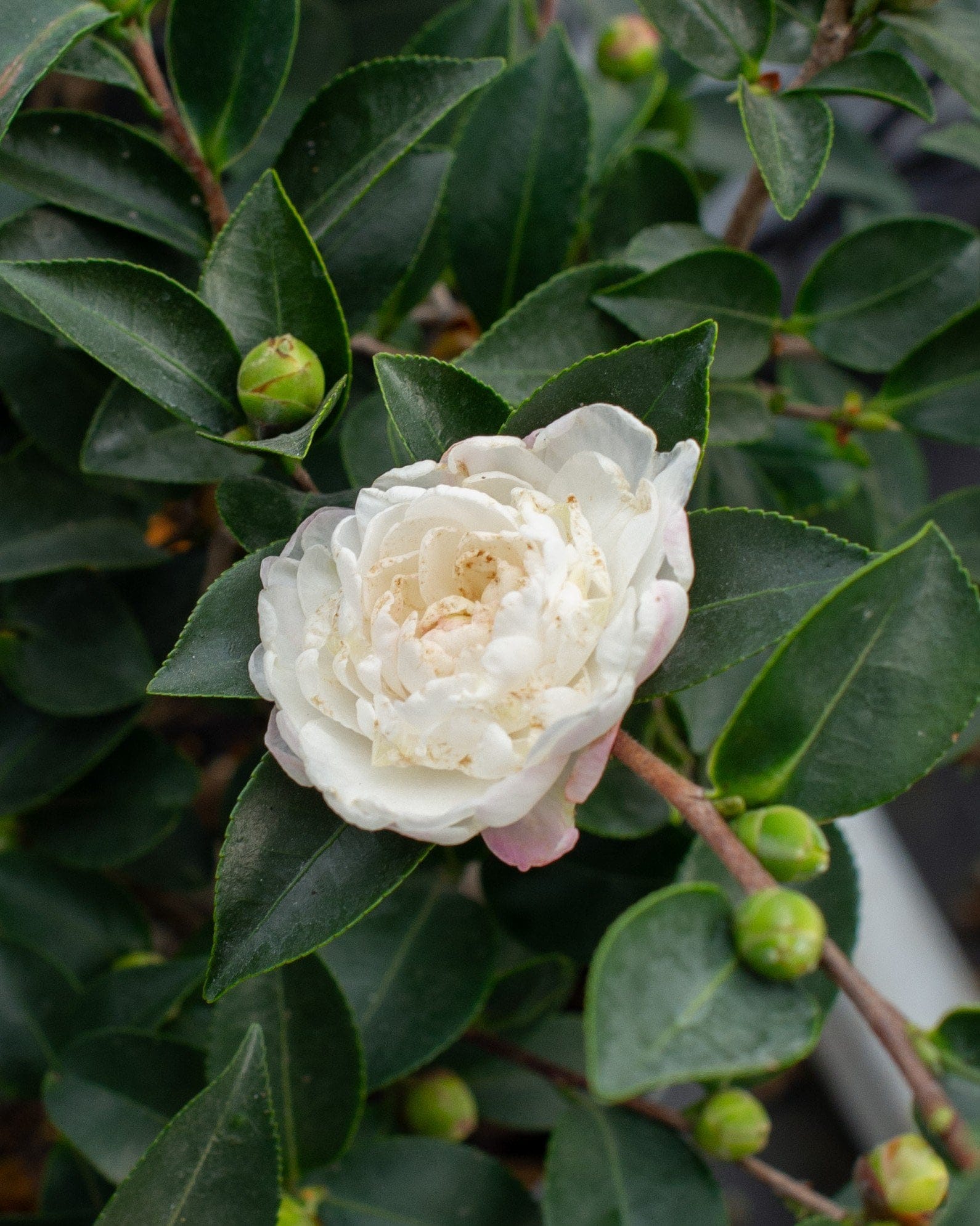 White Shi-Shi Camellia - view 4