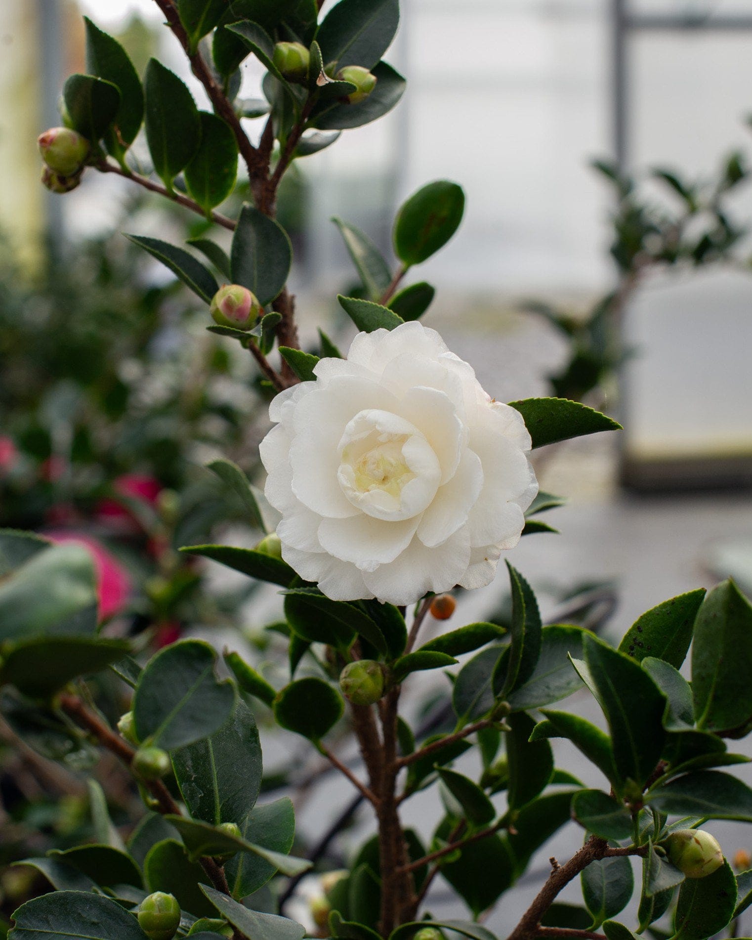 White Shi-Shi Camellia - view 5