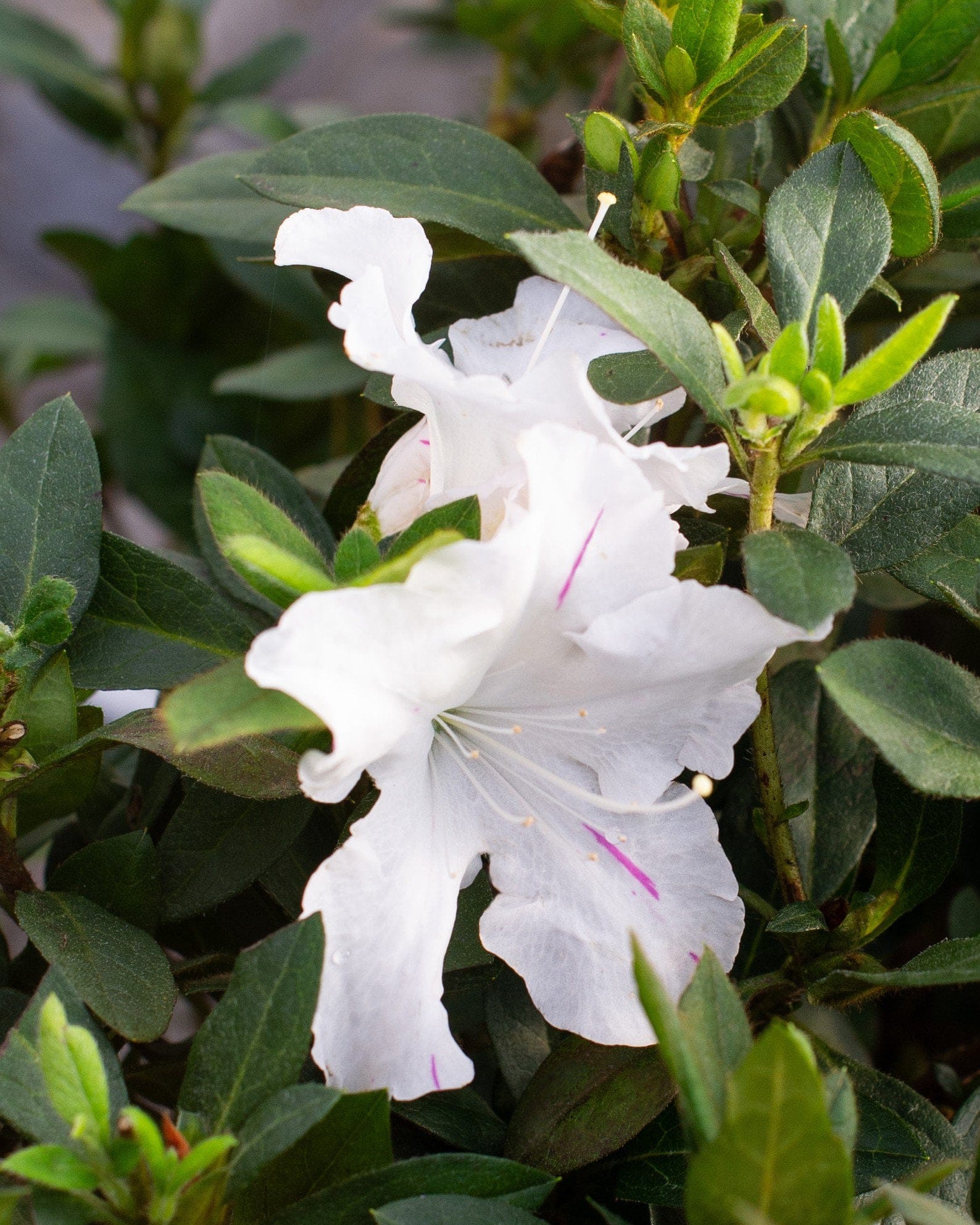 Encore Azalea Autumn Lily