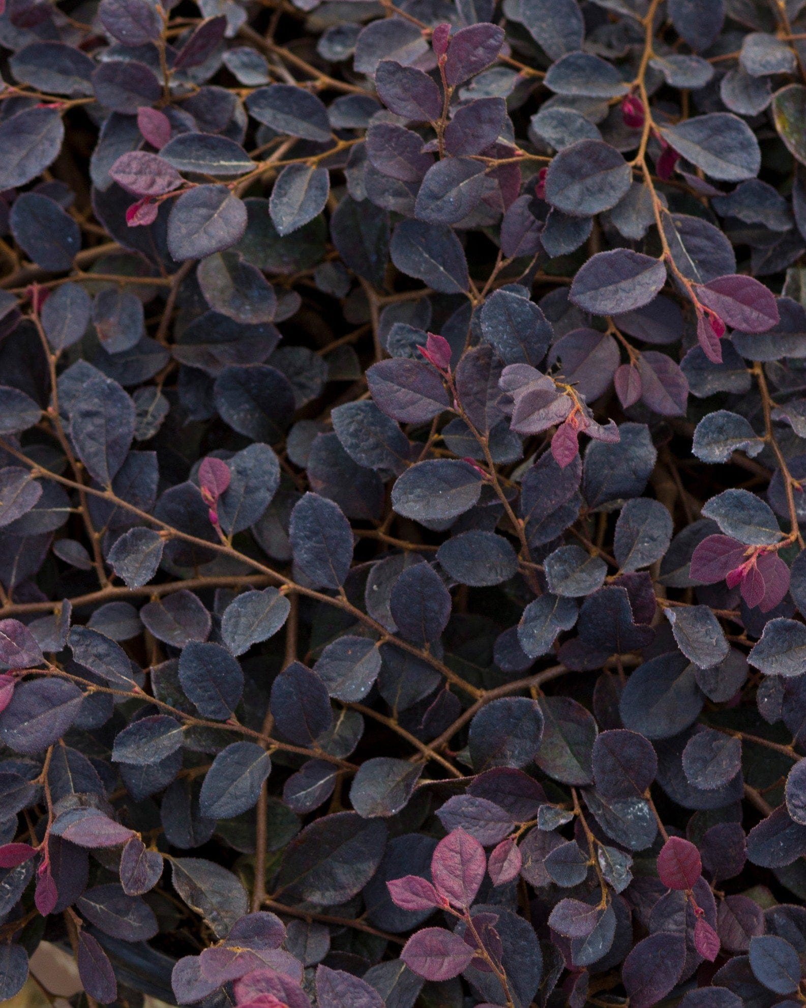 Purple Pixie Loropetalum Weeping - view 2