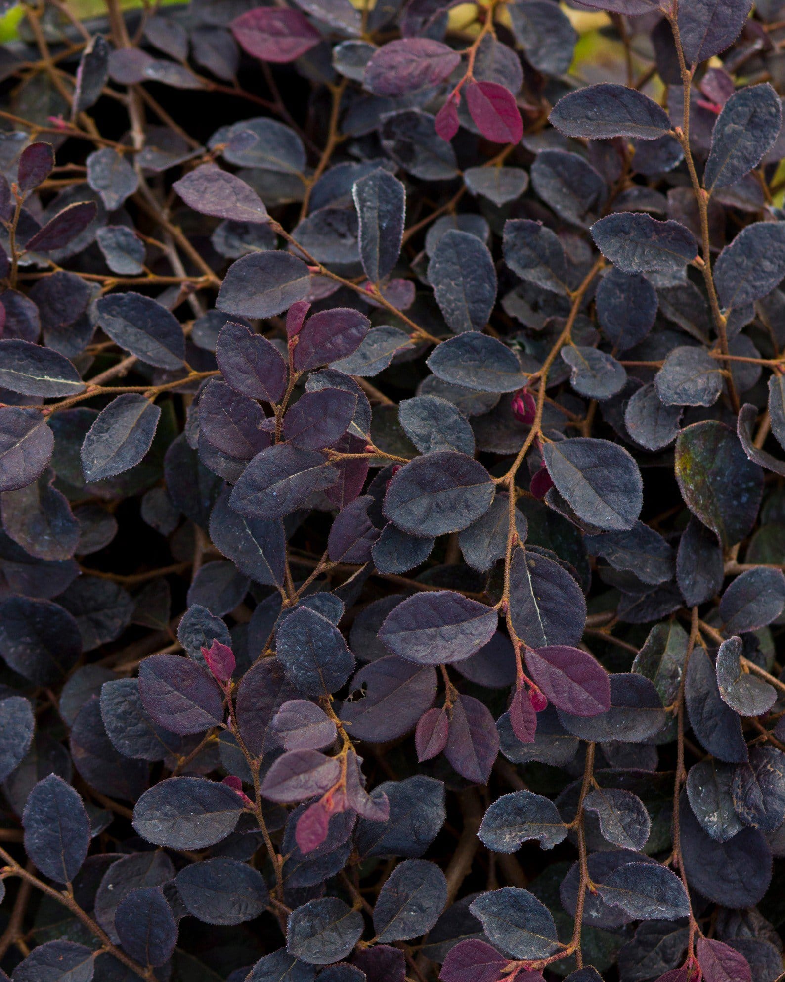 Purple Pixie Loropetalum Weeping - view 3