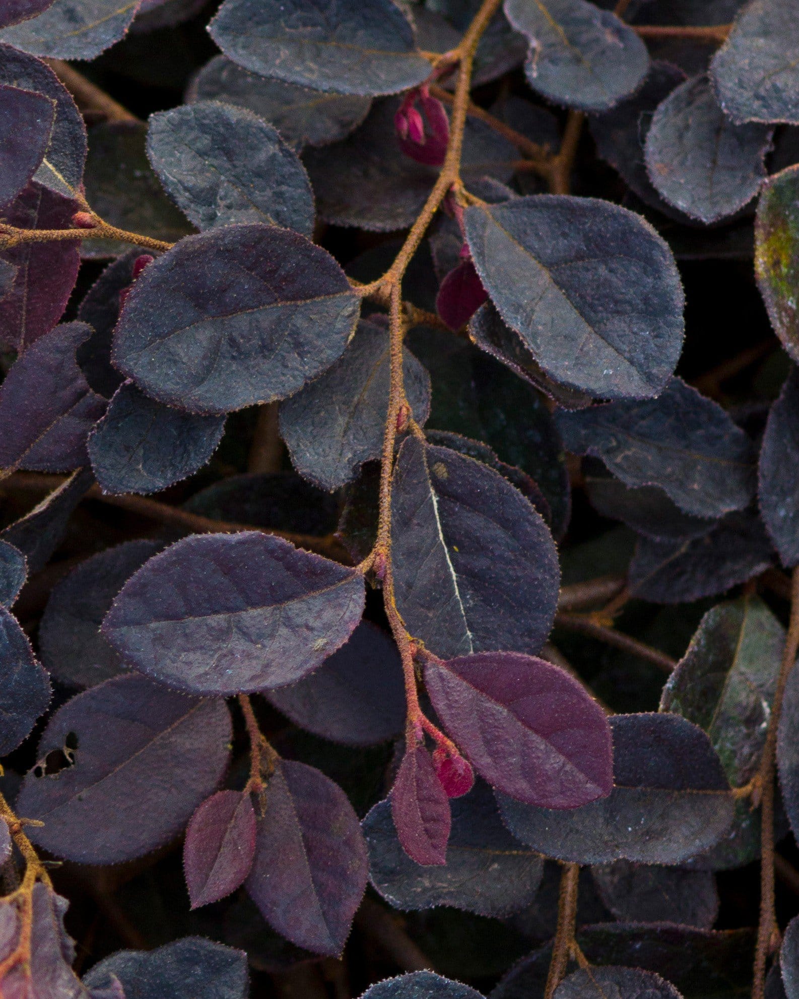 Purple Pixie Loropetalum Weeping - view 4